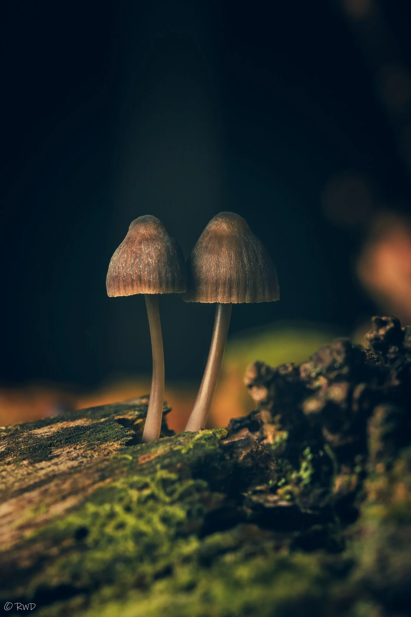 100923_Mushrooms-1.jpg