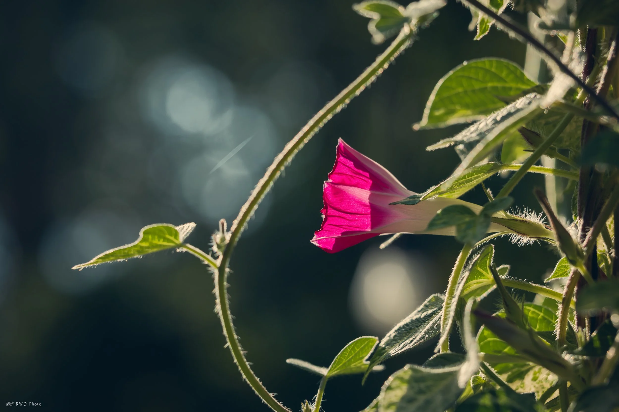 080125-MorningGlory.jpg