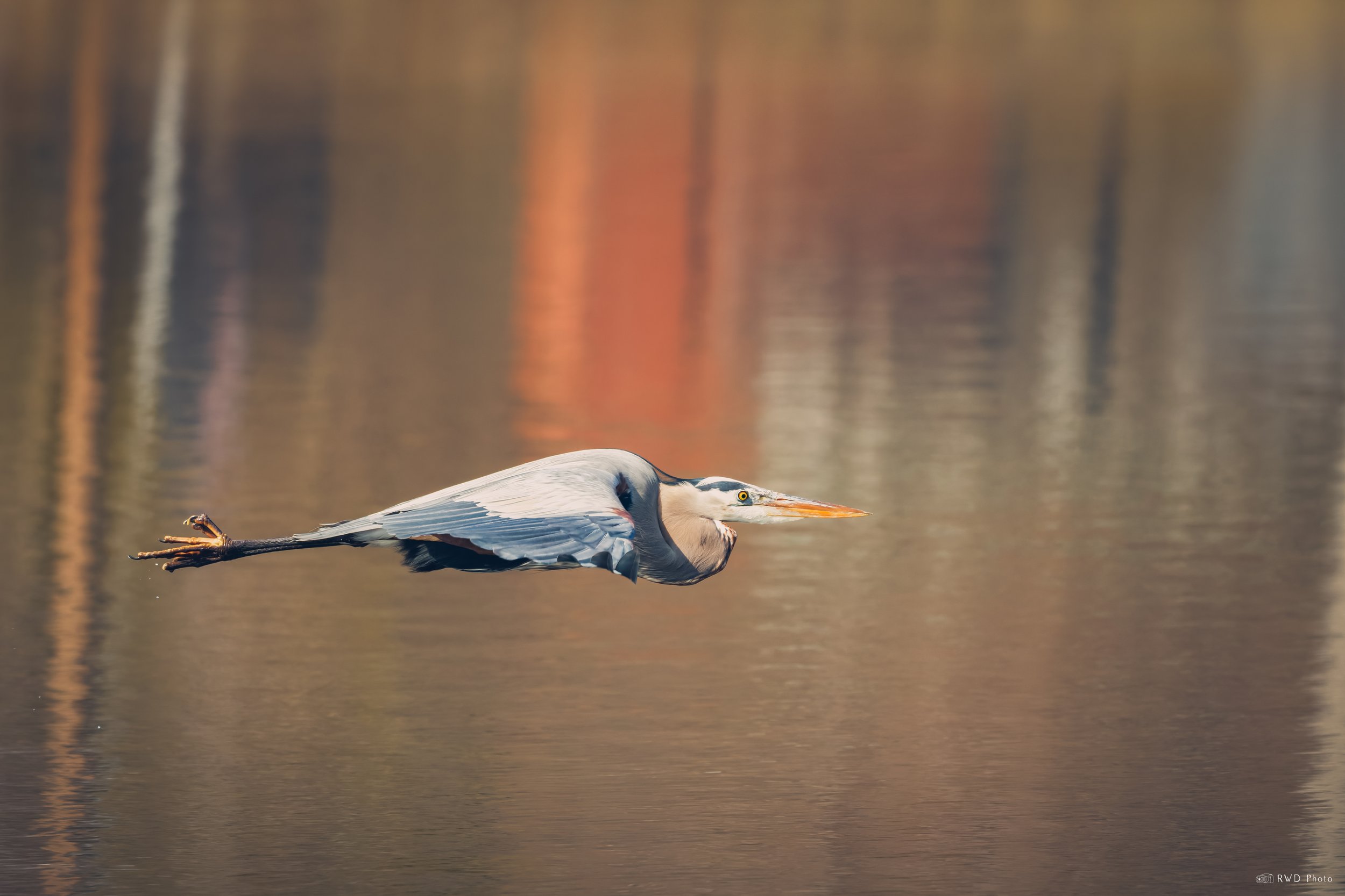 032026-GreatBlueHeron-6.jpg