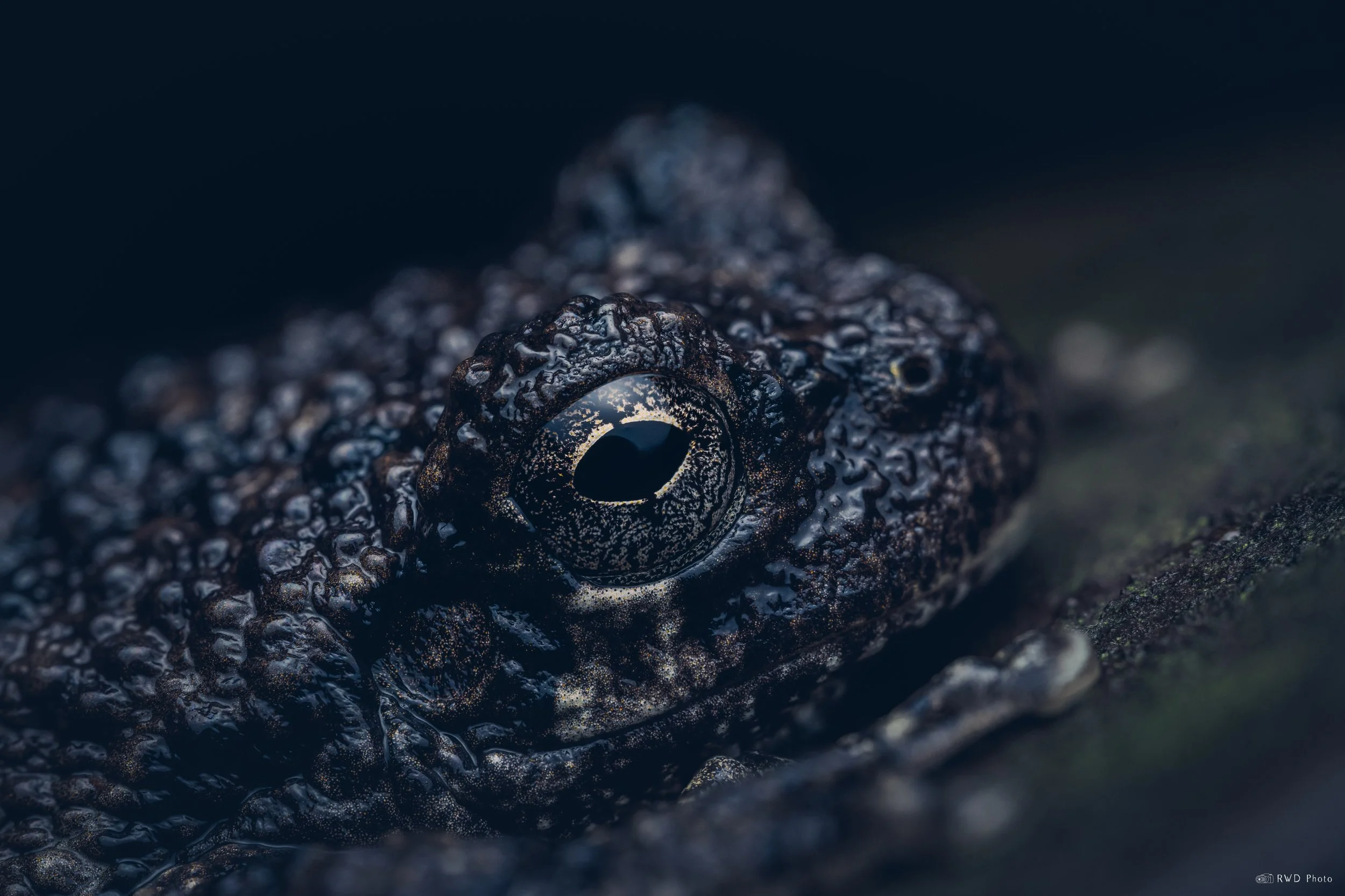 092525-Frog.jpg