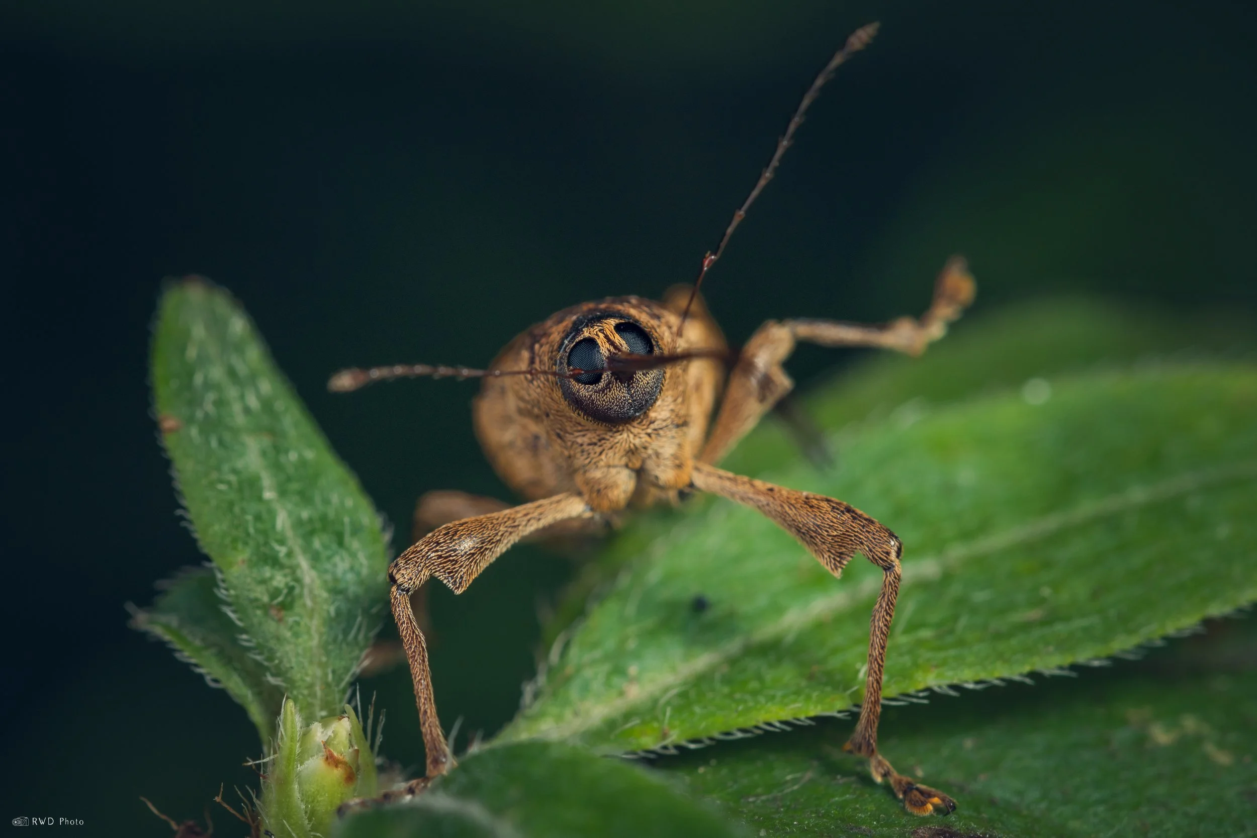 081425-AcornWeevil.jpg
