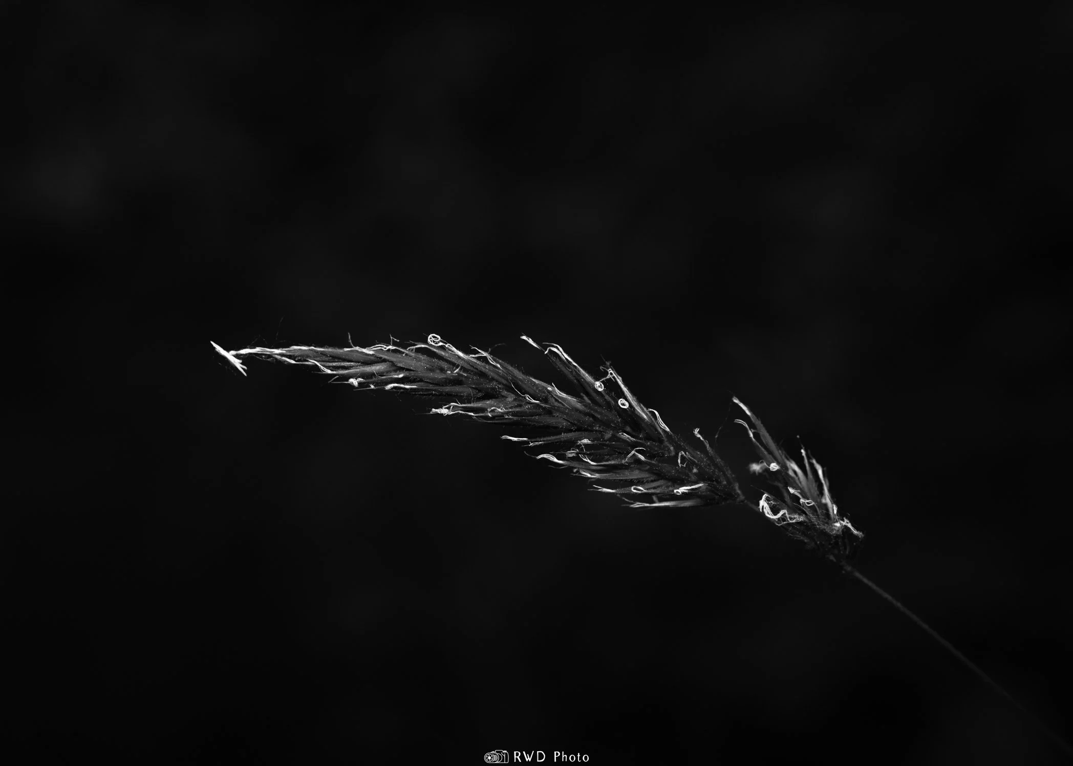 060124_Grain-1.jpg