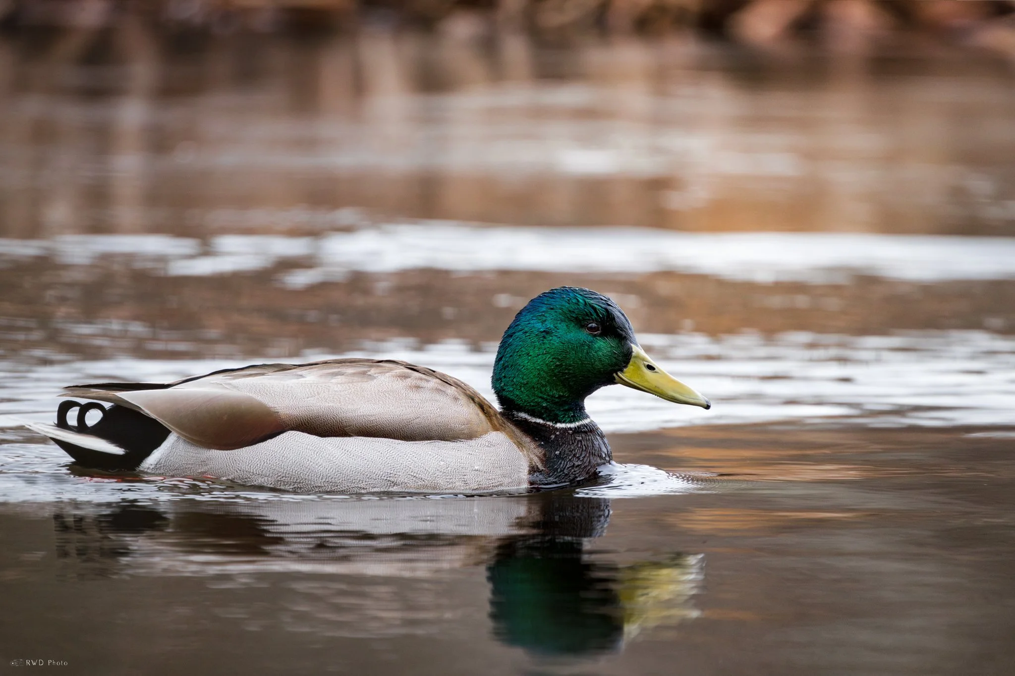 030925_Mallard.jpg