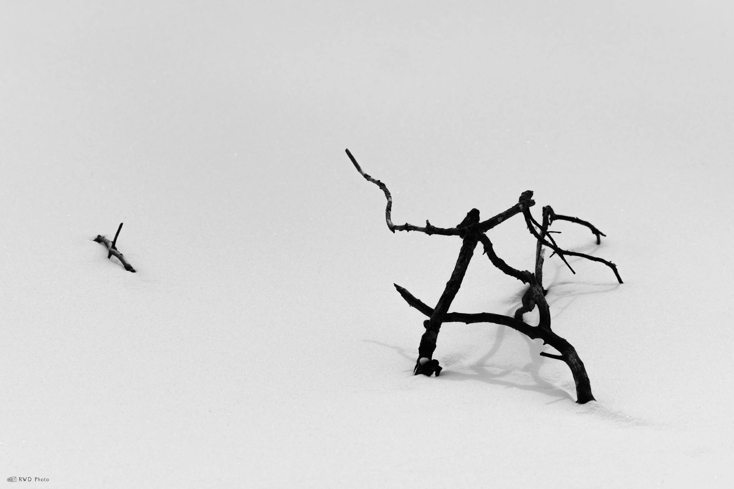 020325-BW-Branch.jpg