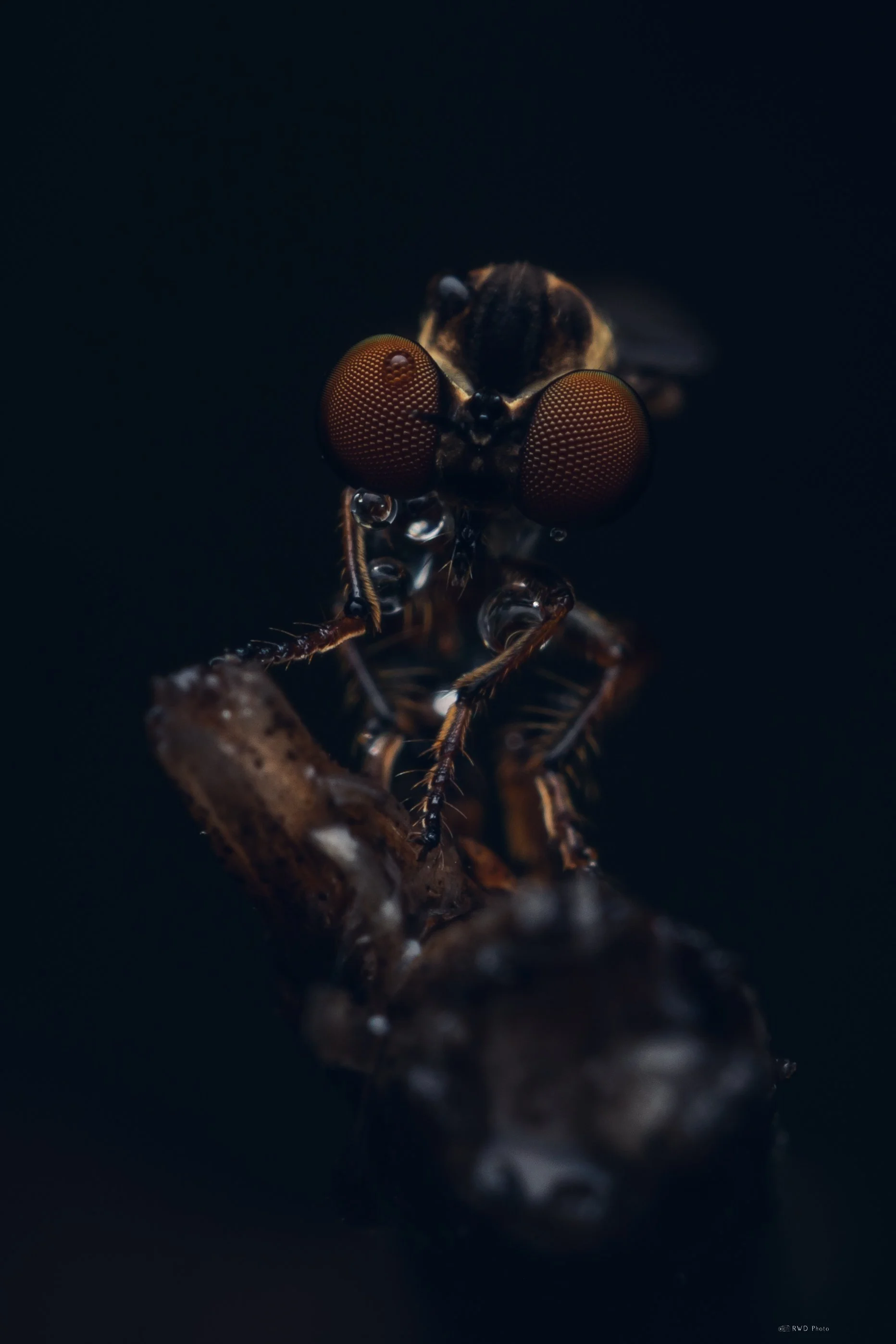 072926-Robberfly-2.jpg