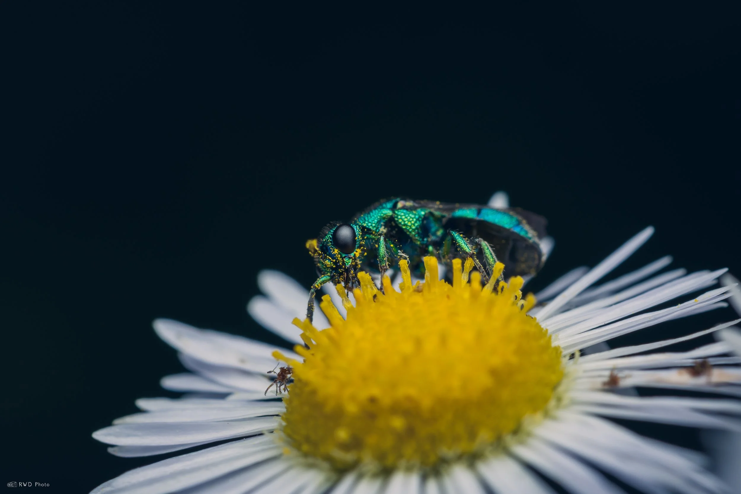 062626-CuckooWasp-4.jpg