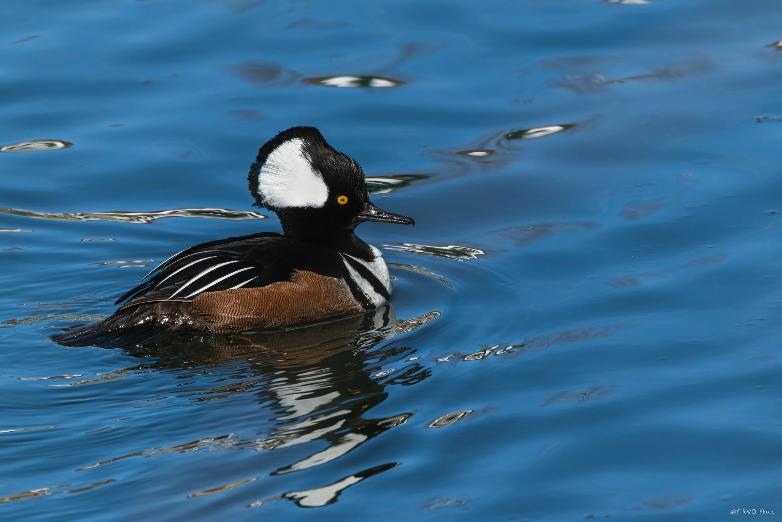 020926-HoodedMerganser.jpg