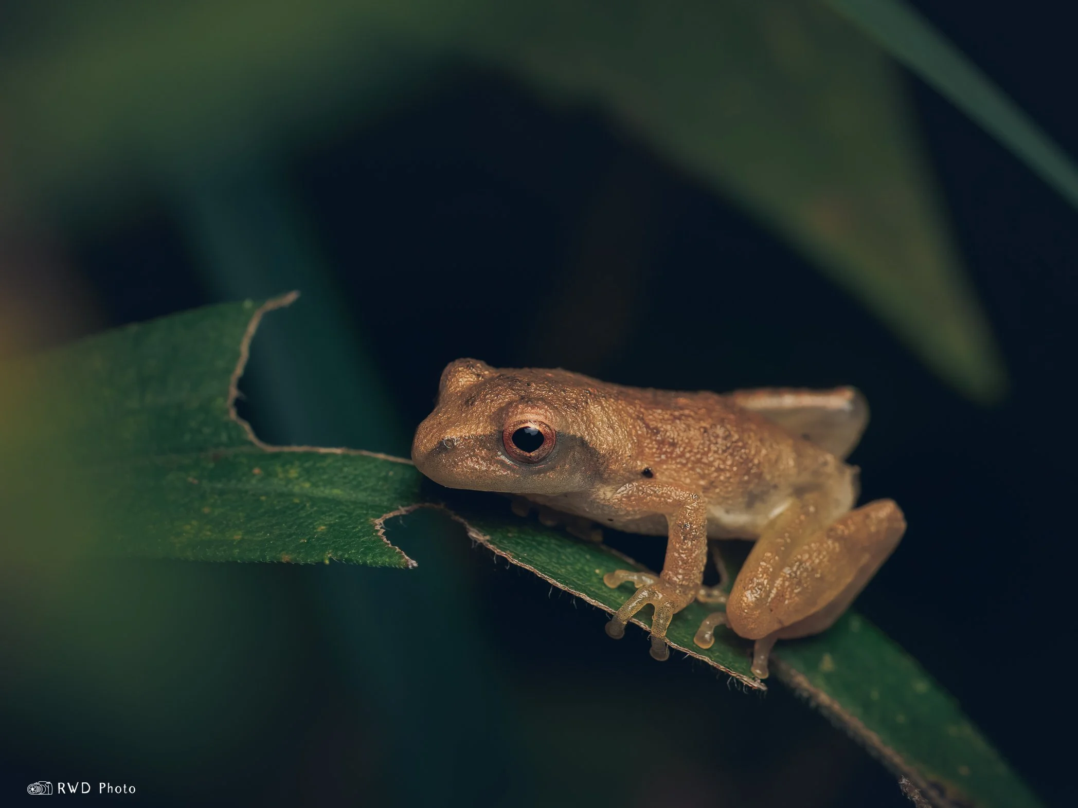 090124_TreeFrog-1.jpg