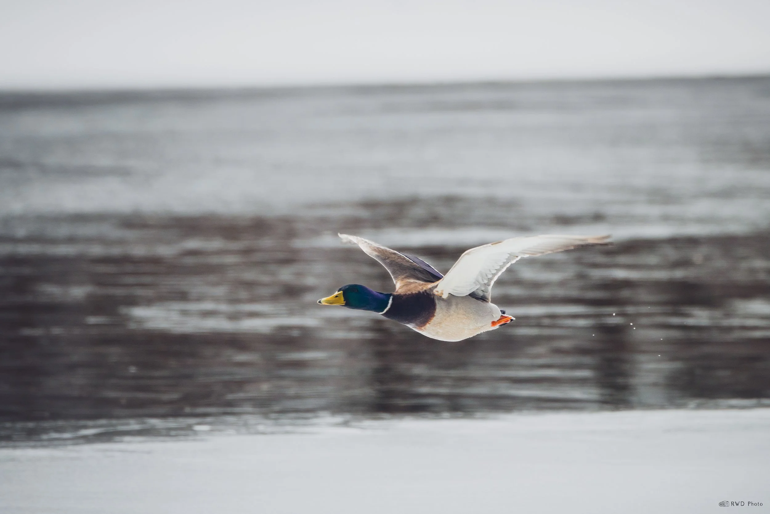 030226-FlyingMallard-1.jpg