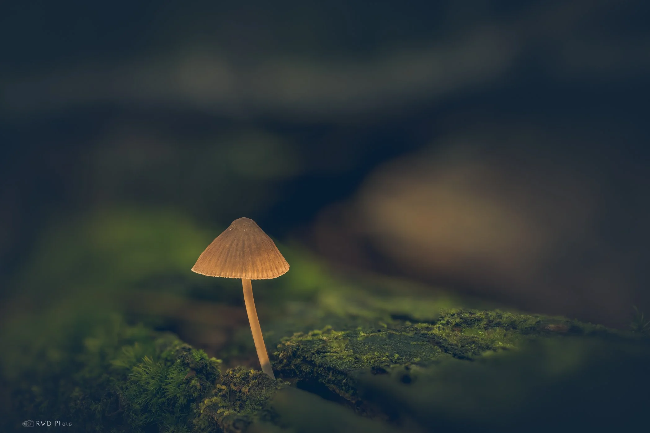 092924_Mushrooms-6.jpg