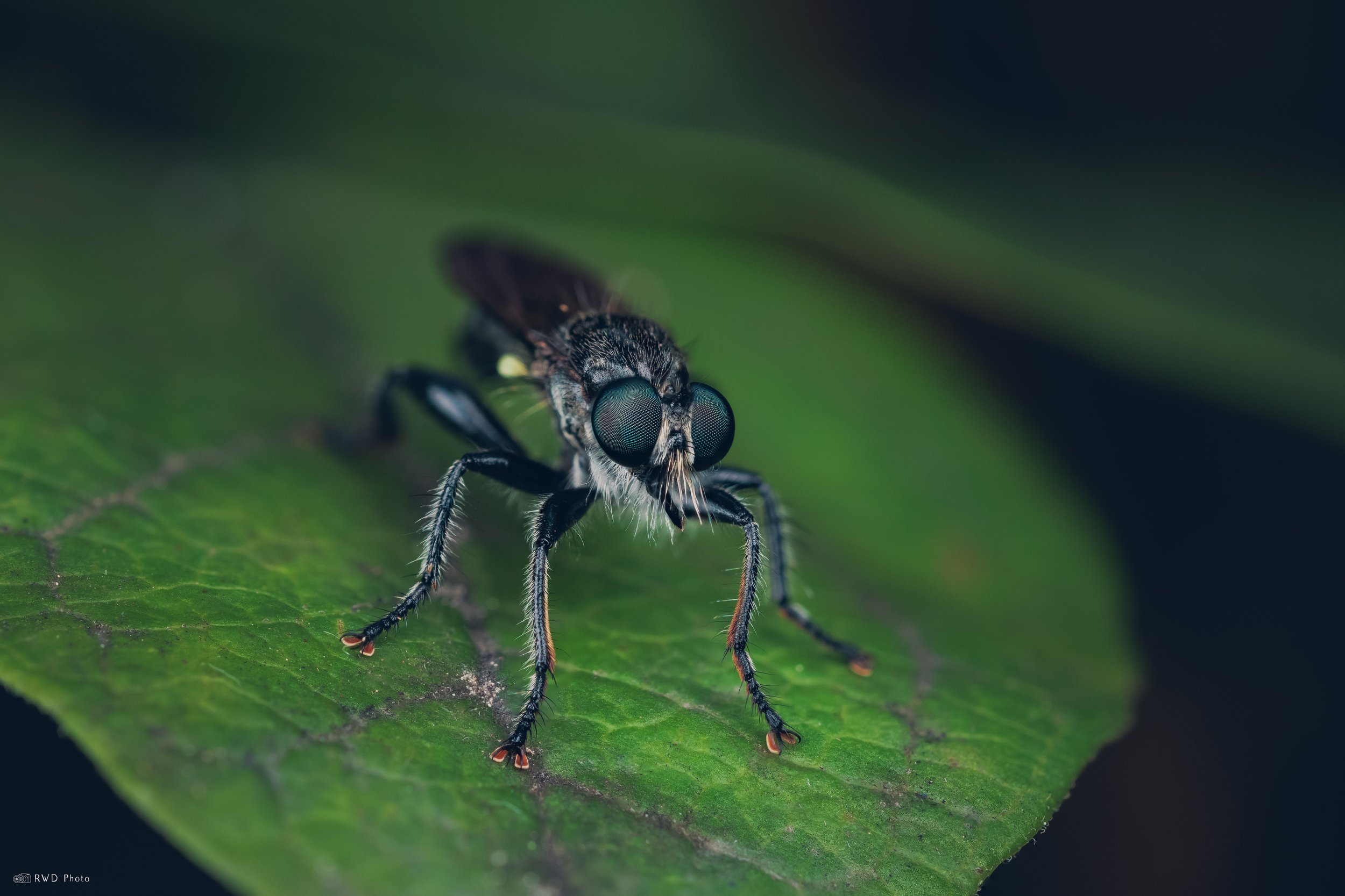 072725-Robberfly.jpg