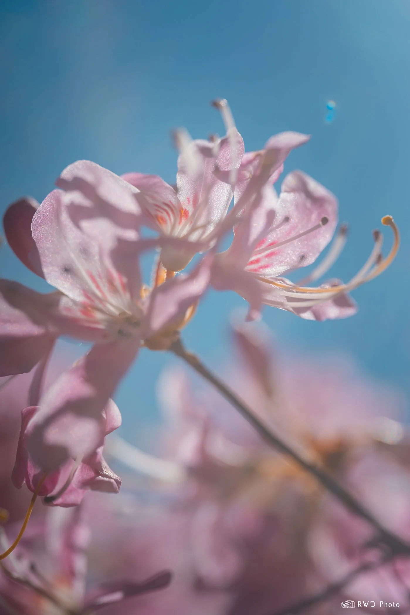 050724_PinkFlower-1.jpg