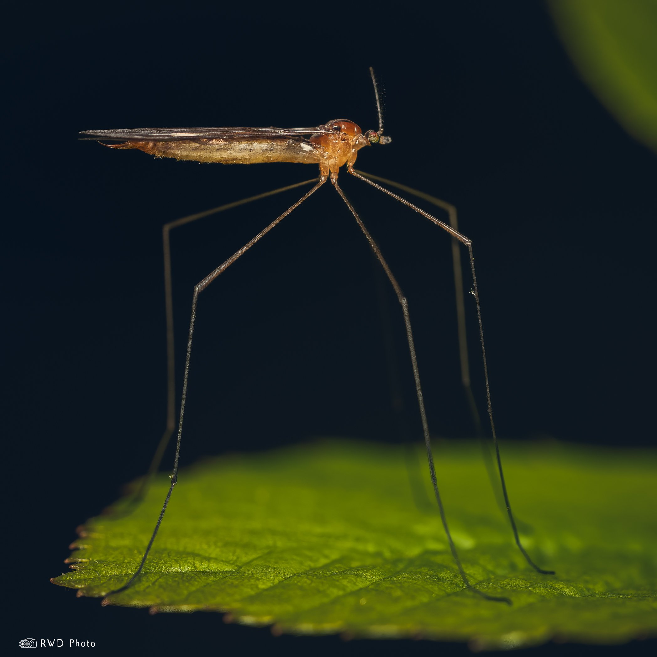 050824_LimonidaePolymera-1.jpg