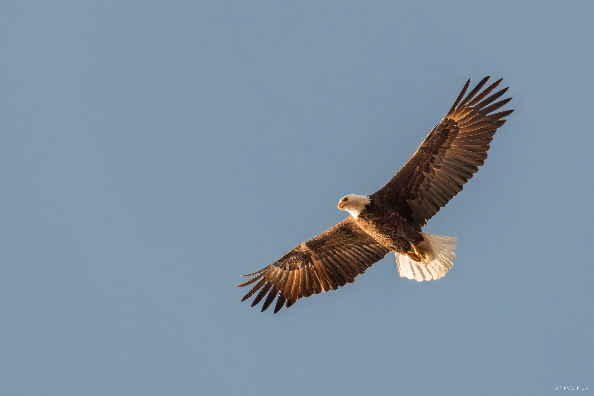 032126-BaldEagle-1-3.jpg