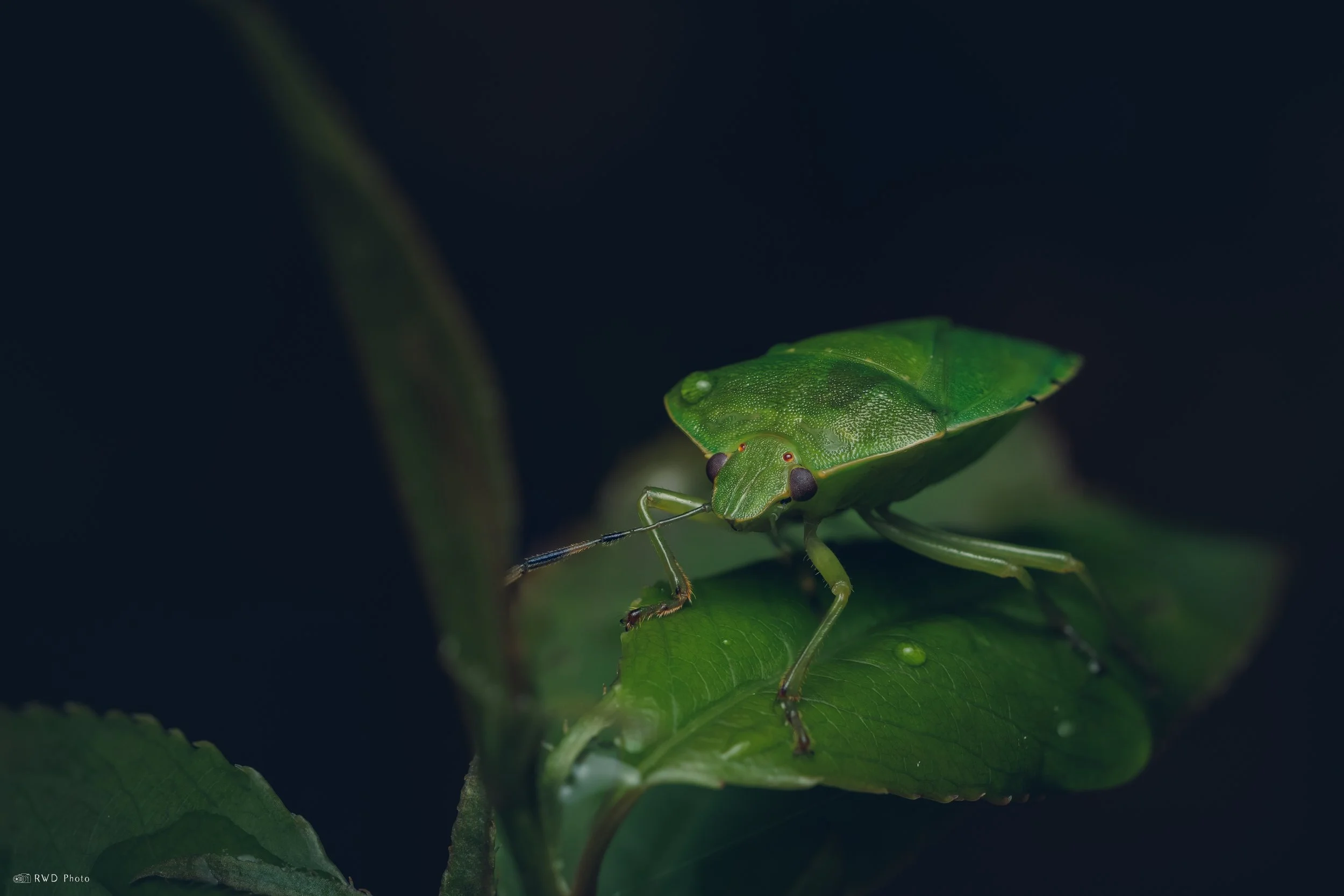 042625-GreenStinkBug.jpg