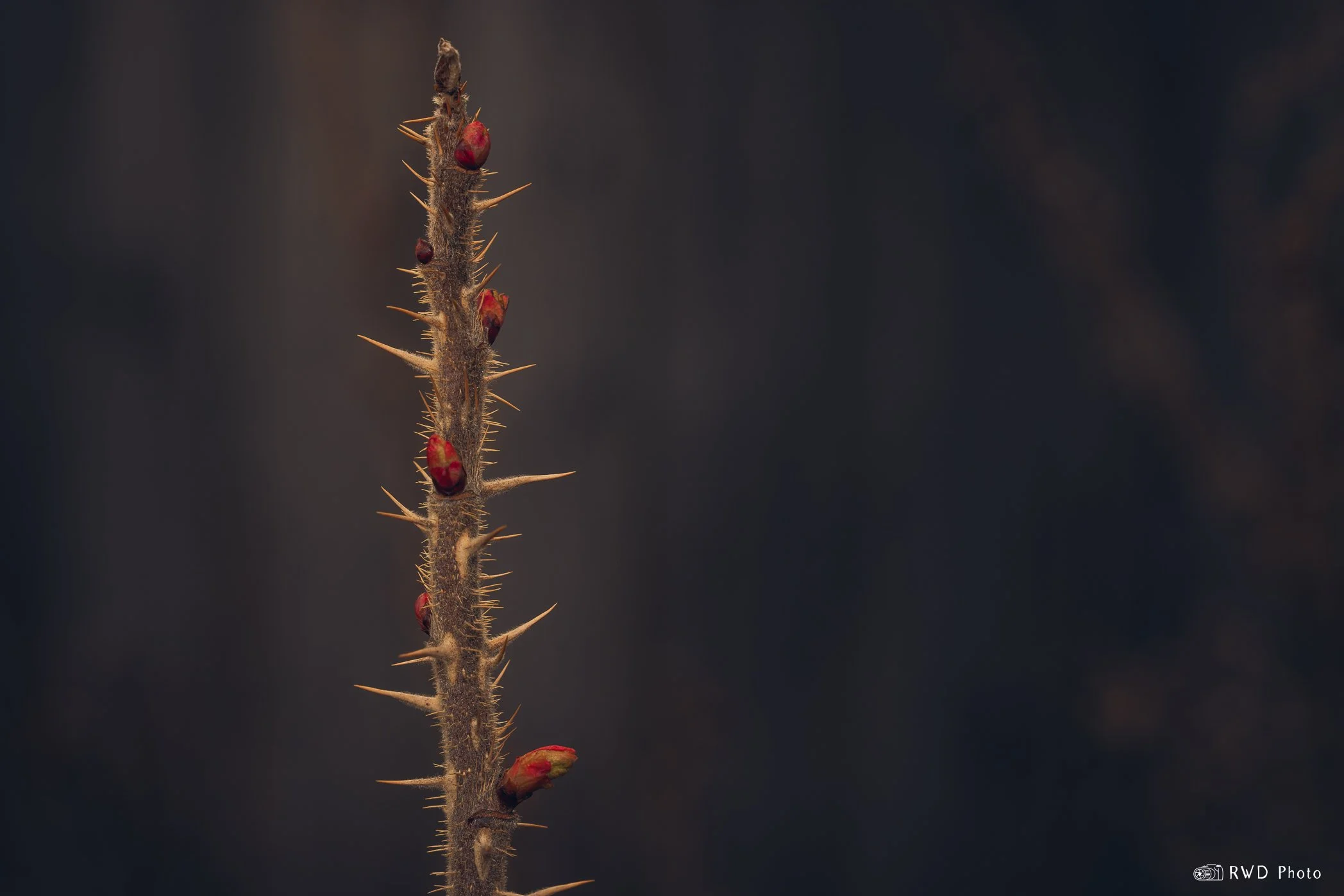 032724_ThornBush-1.jpg