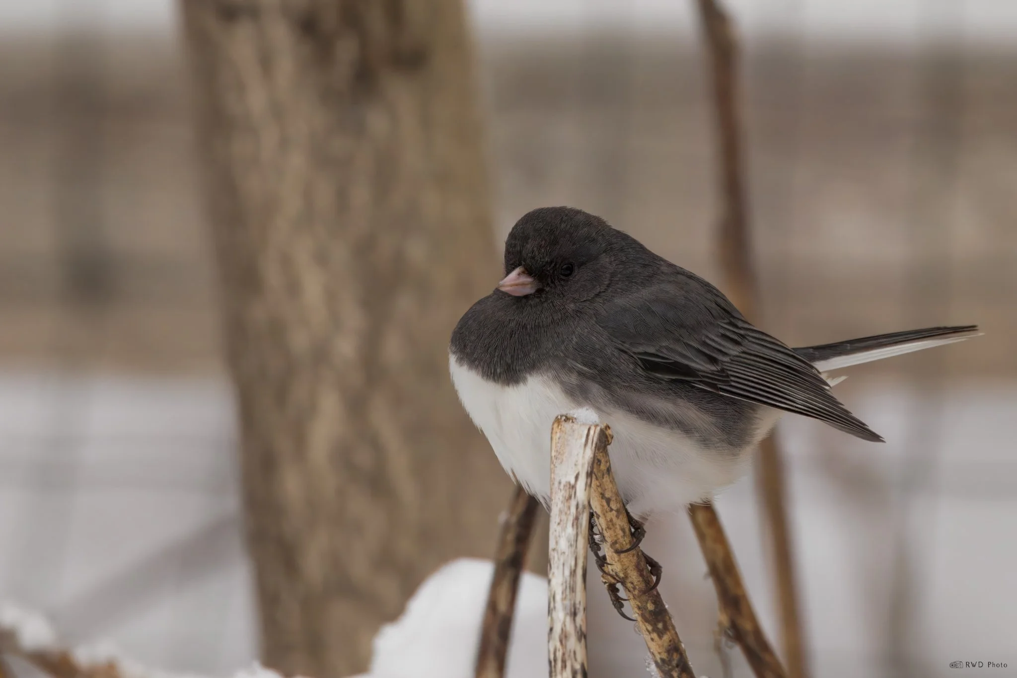 012125_DarkeyedJunco.jpg