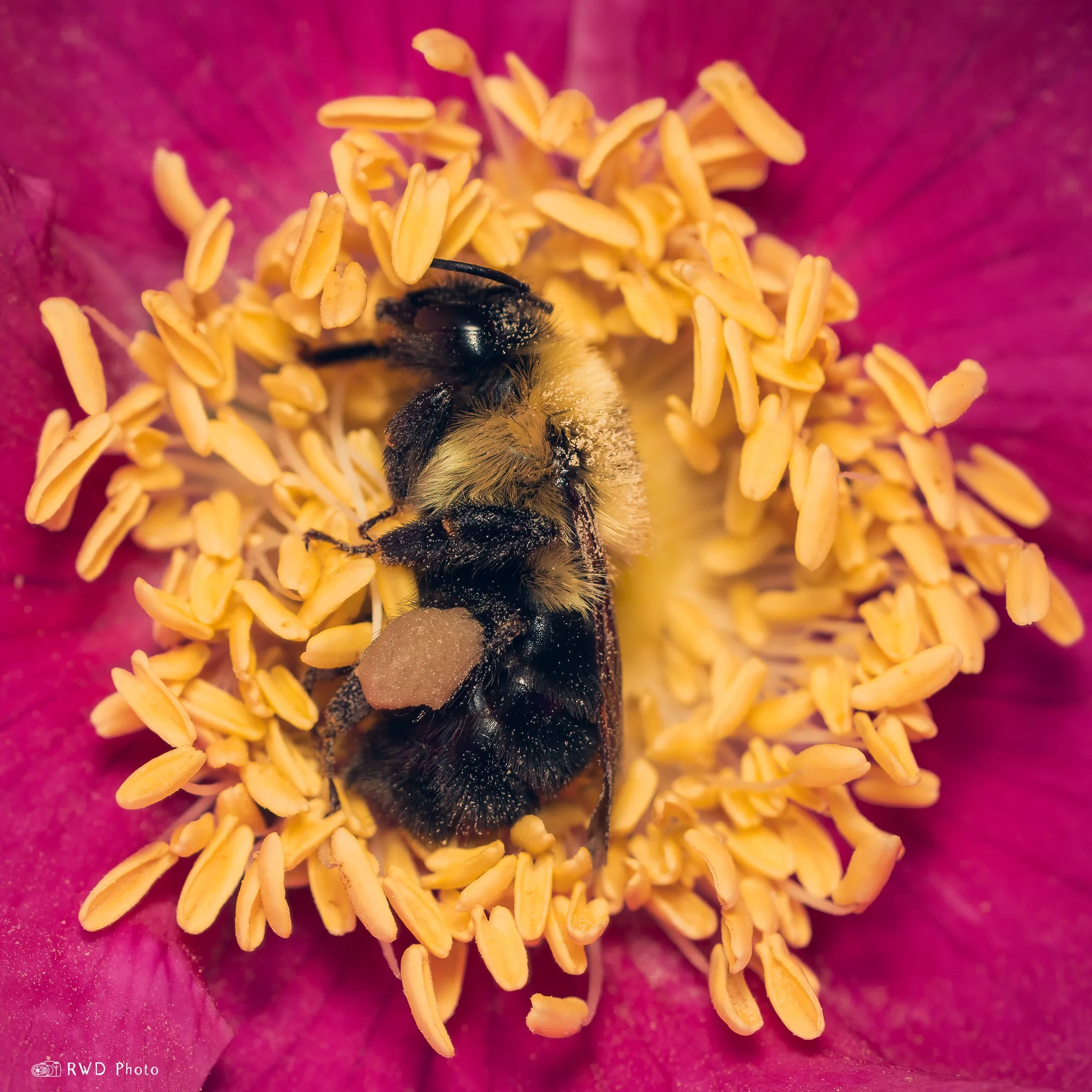 051924_BeeInPollen-1.jpg