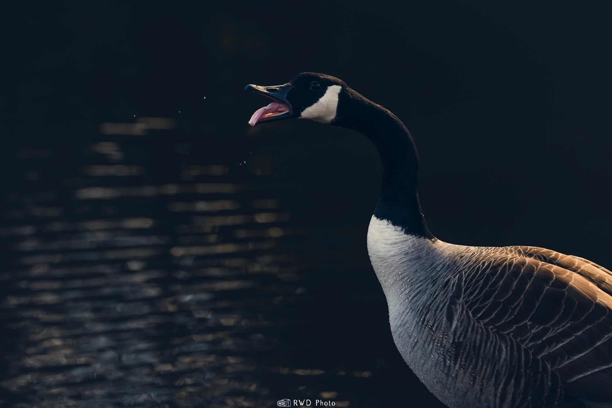 030324_AngryGoose-1.jpg