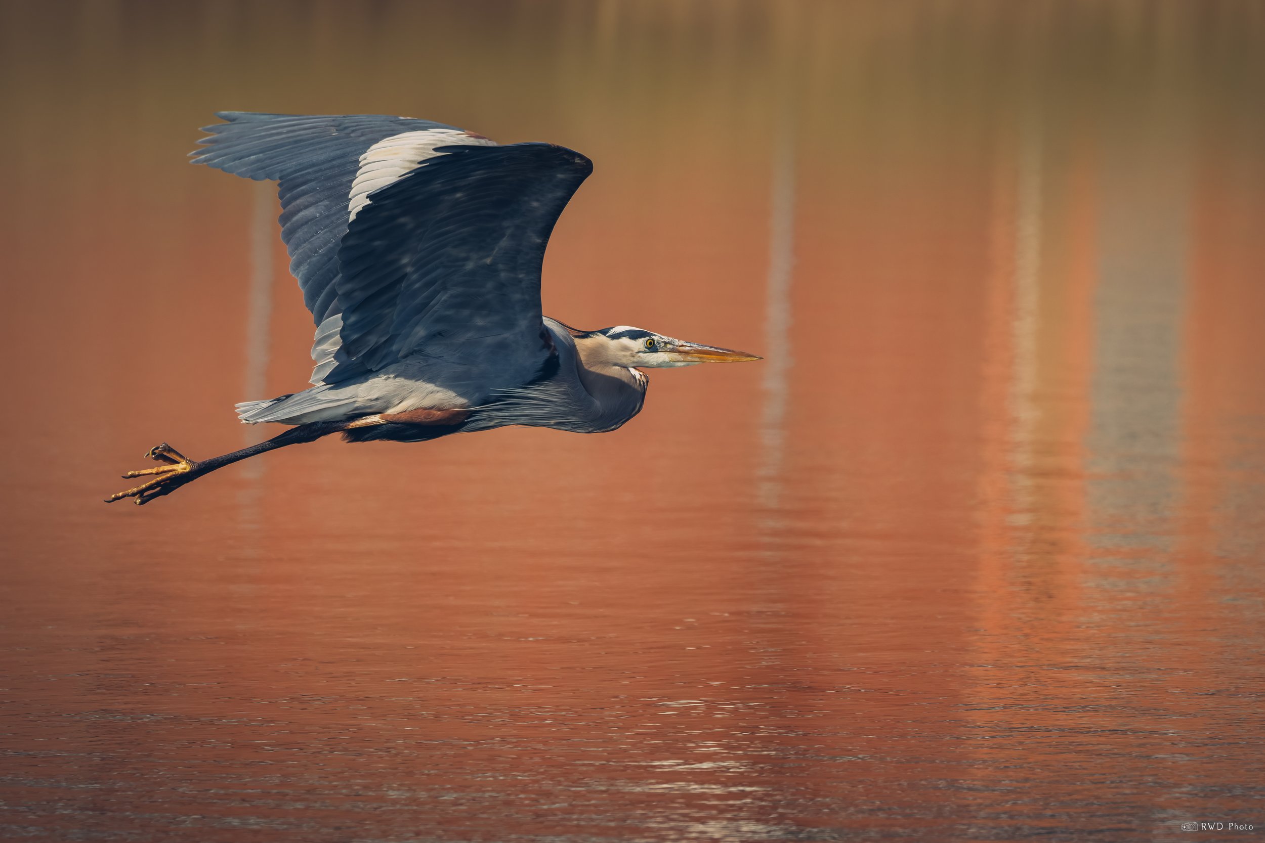 032026-GreatBlueHeron-1-2.jpg