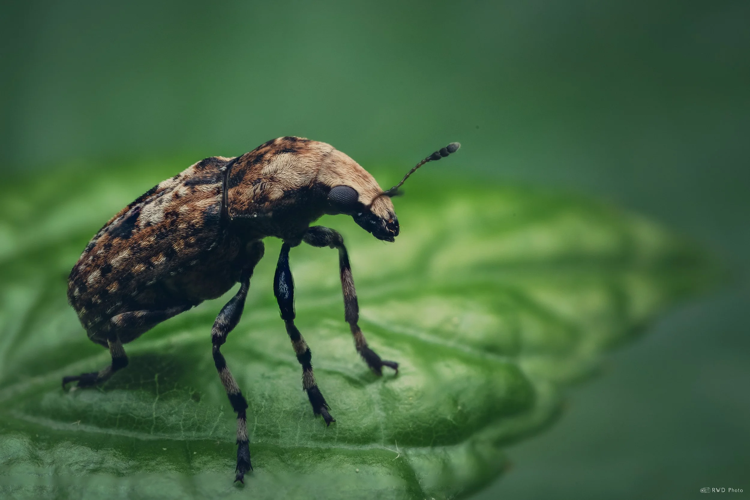 050825-Weevil.jpg
