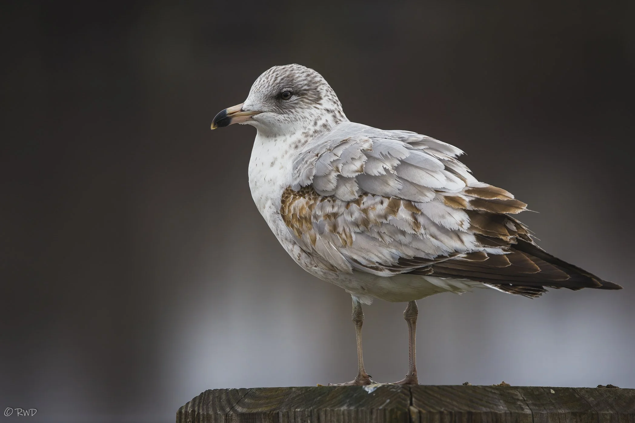 012724_Seagulls-3.jpg