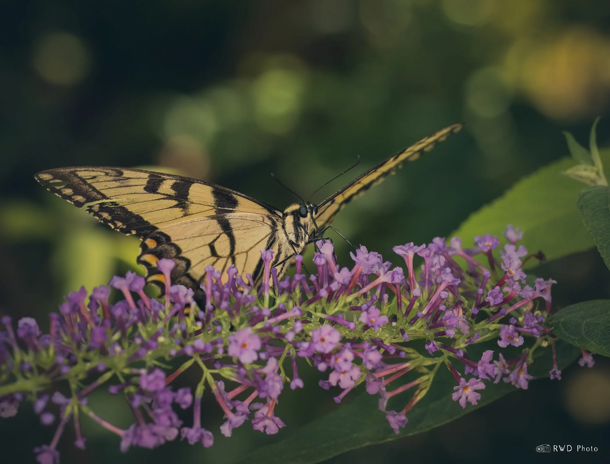 080524_EasternSwallowtail.jpg