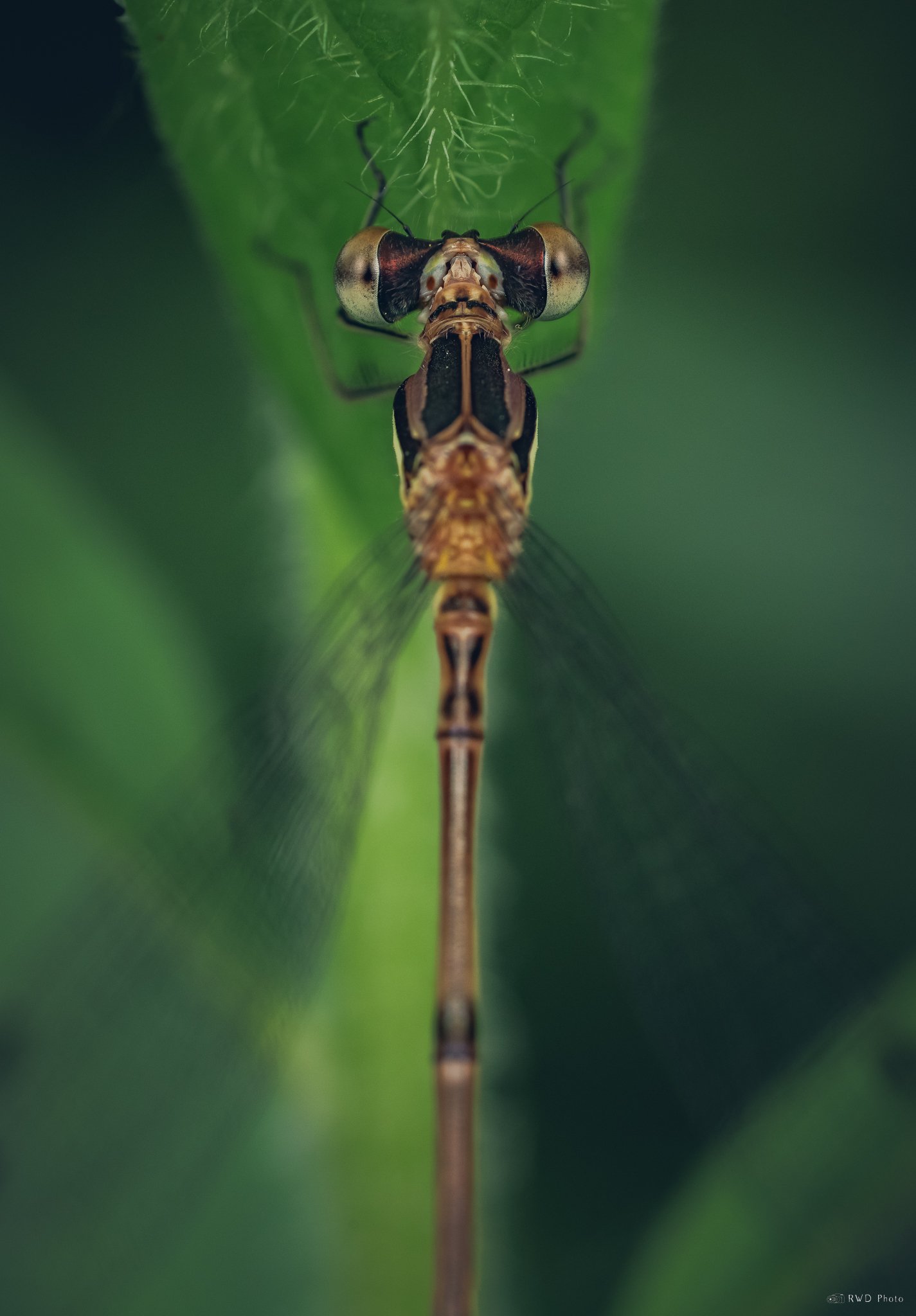 062625-Damselfly.jpg
