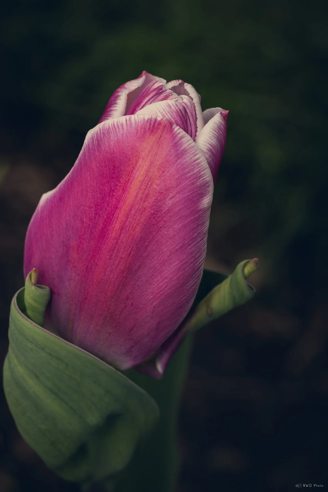 042124_Tulip.jpg