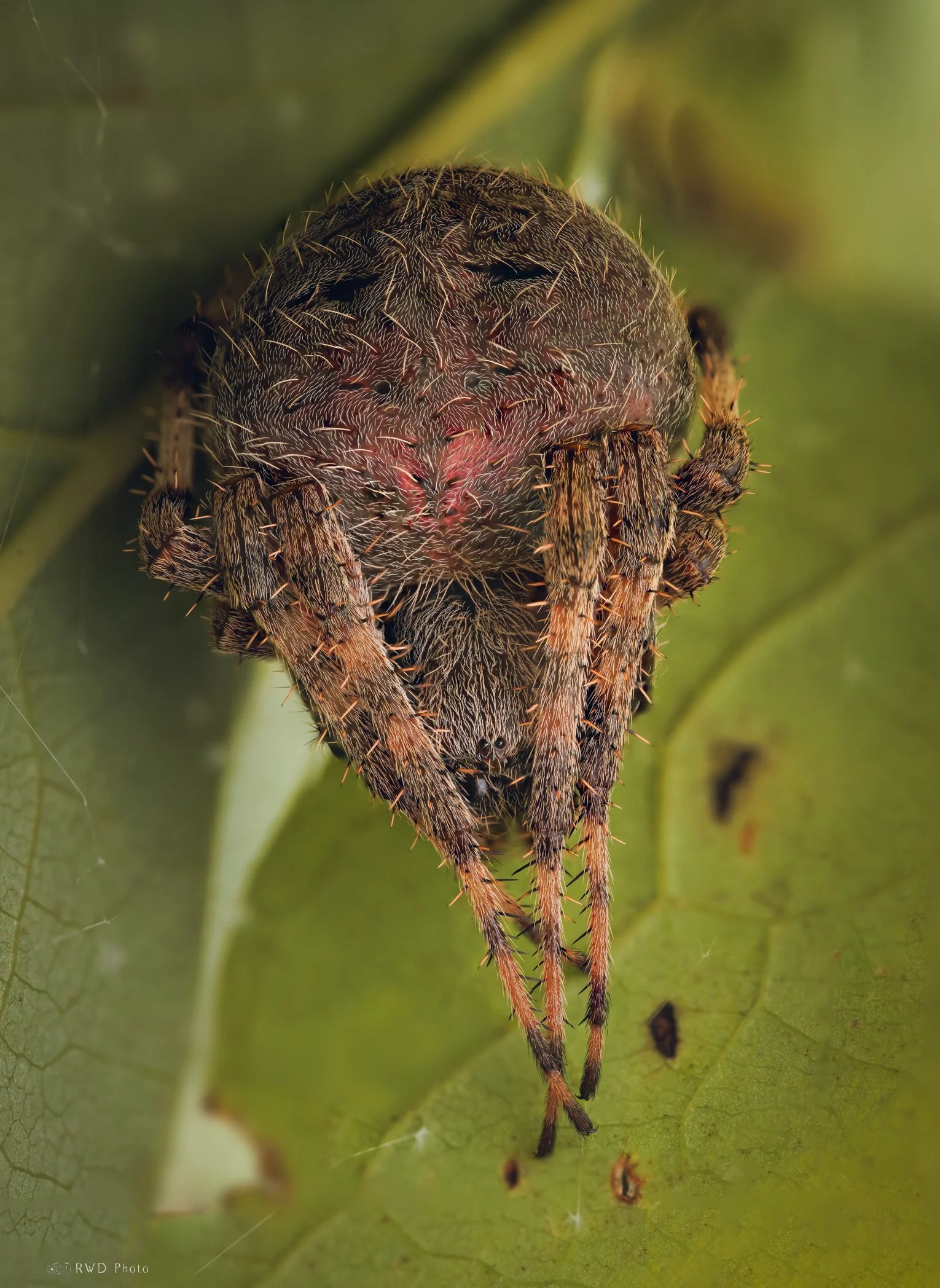090724_SpottedOrbweaver.jpg