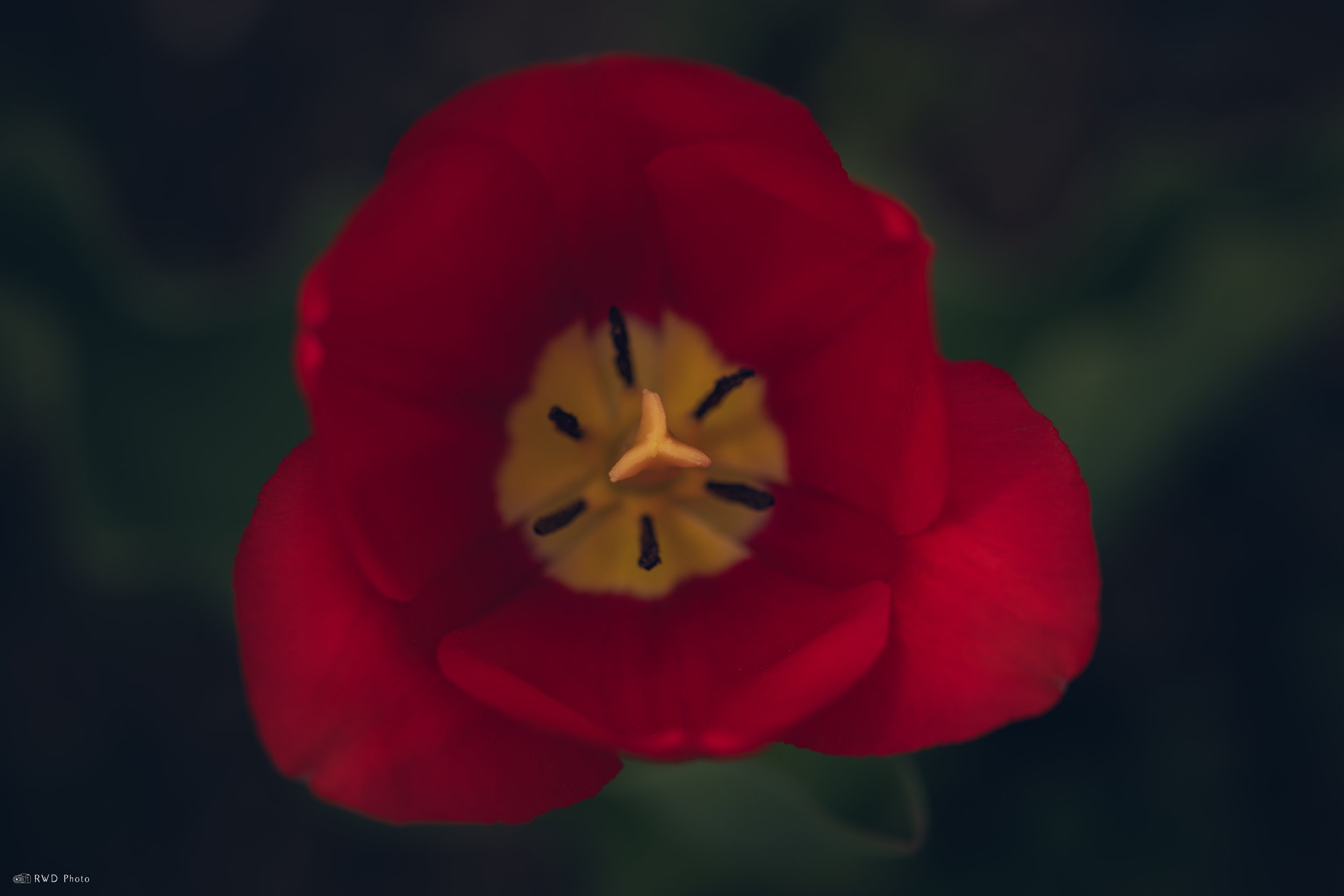 041925-TulipRed.jpg