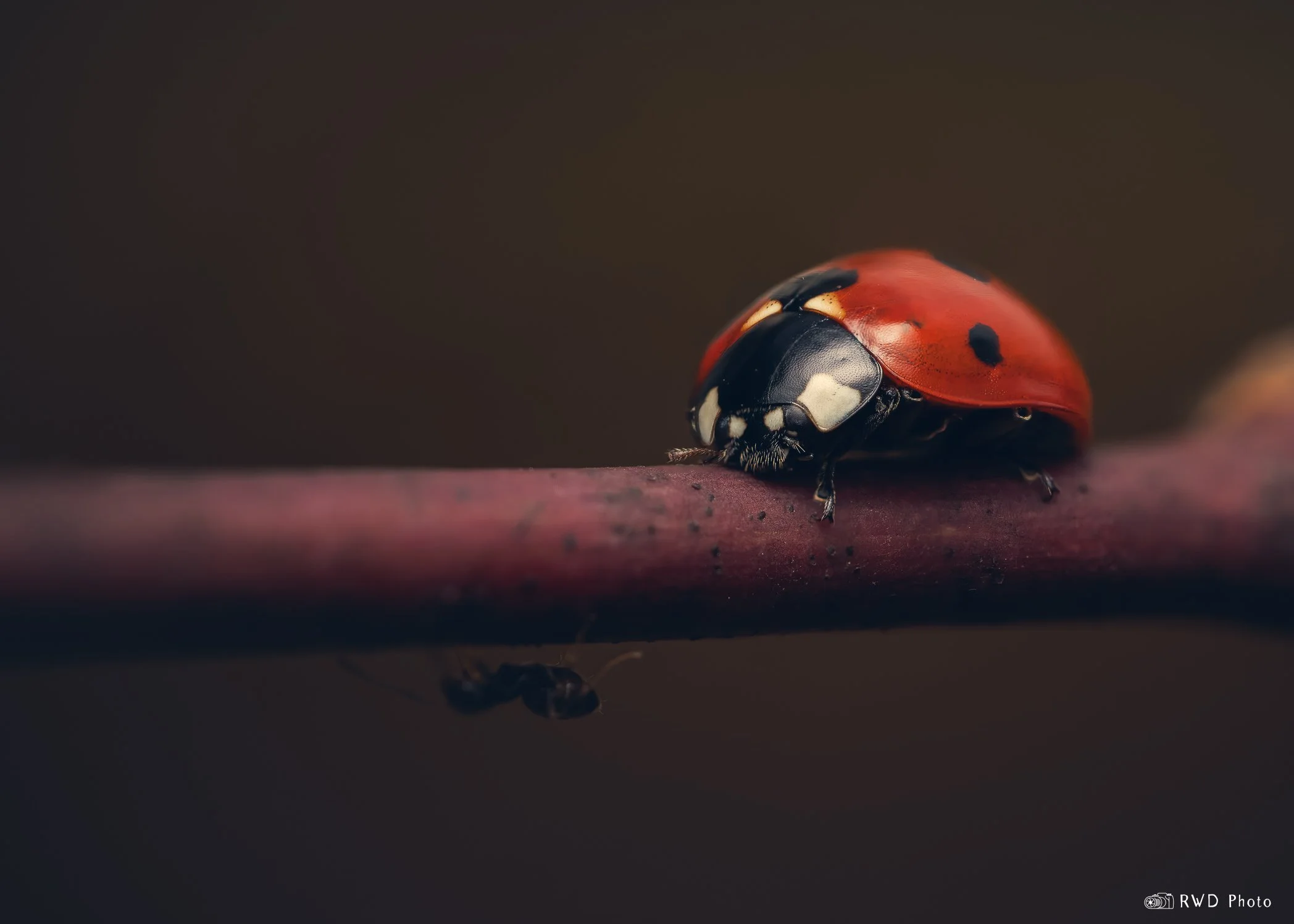 041024_LadyBug-1.jpg