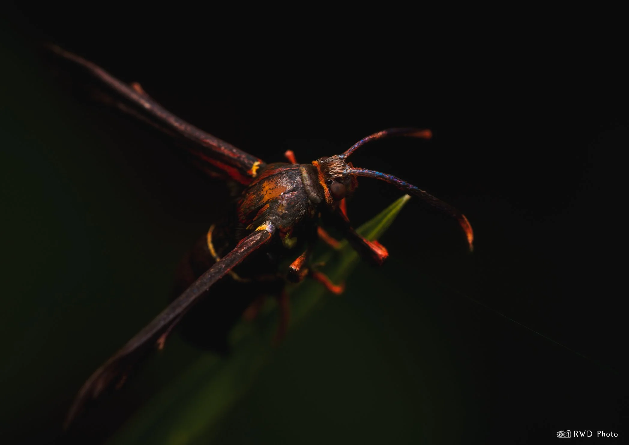 072524_GrapeRootBorer-1.jpg