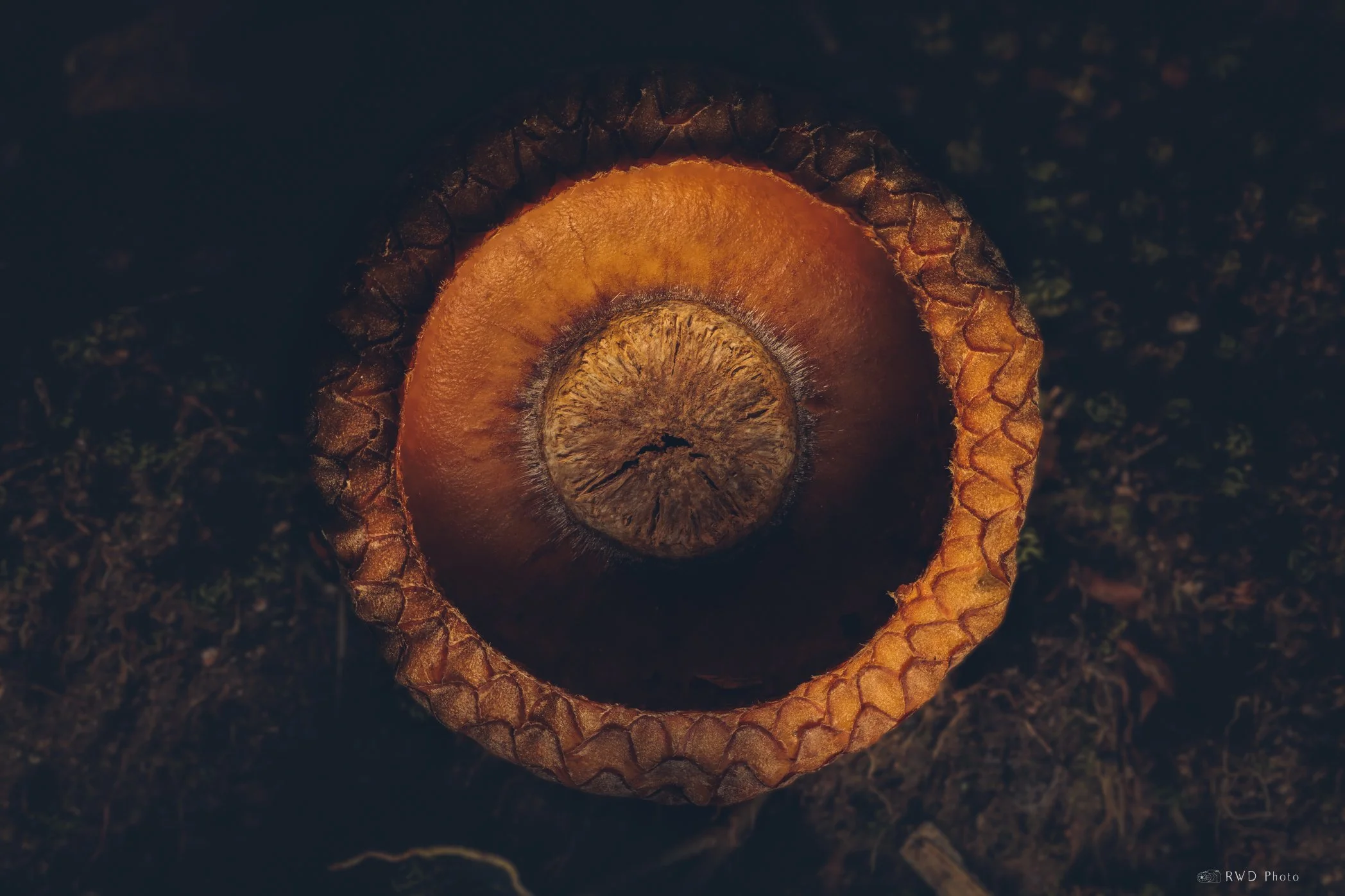 101124_AcornTop.jpg