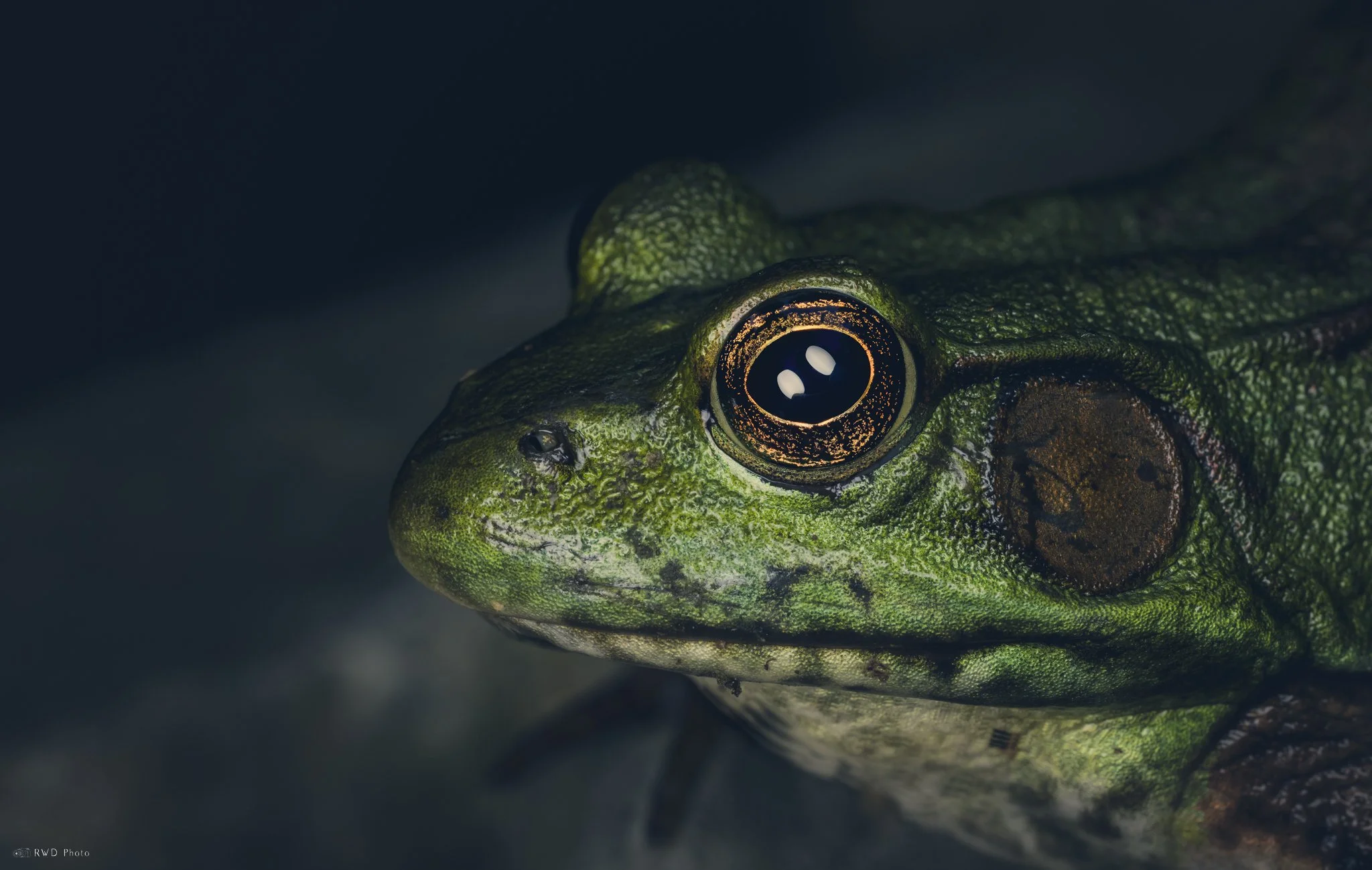 070425-Frog.jpg