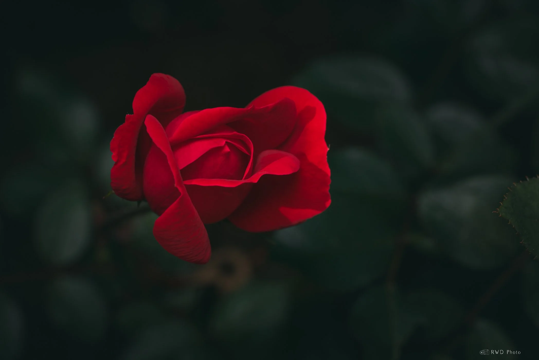 091524_Rose.jpg