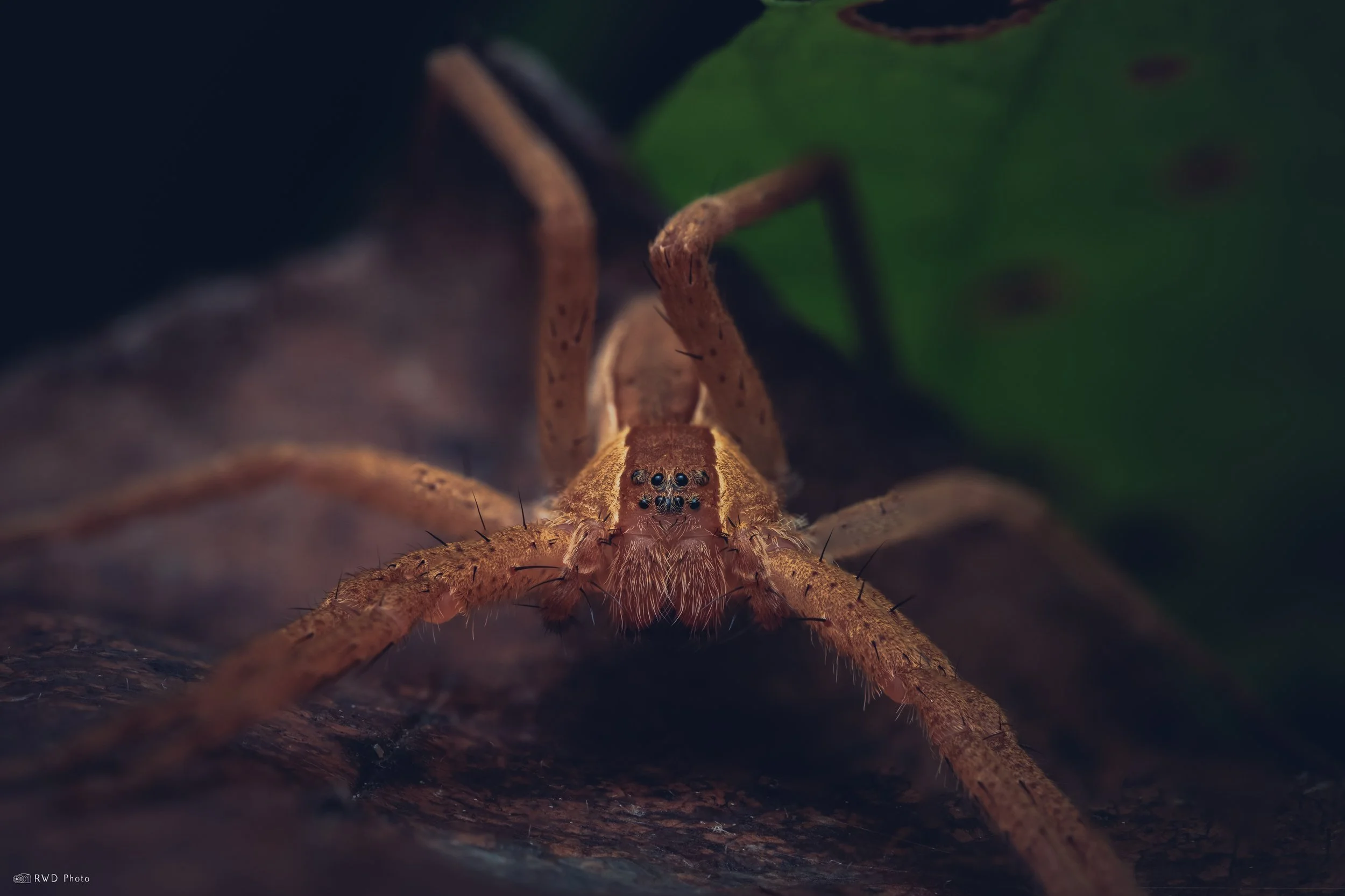 092825-NurseryWebSpider.jpg