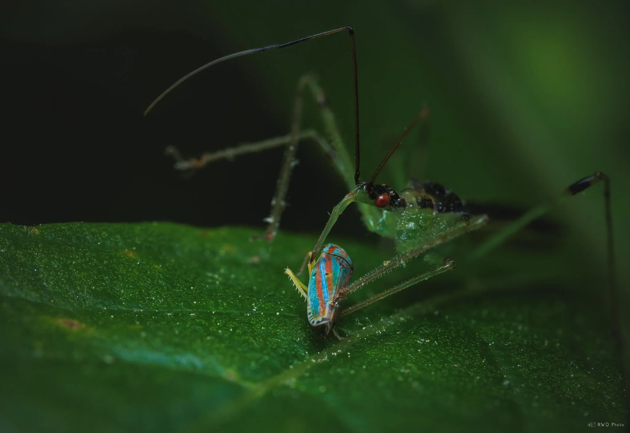 051425-AssassinBug.jpg