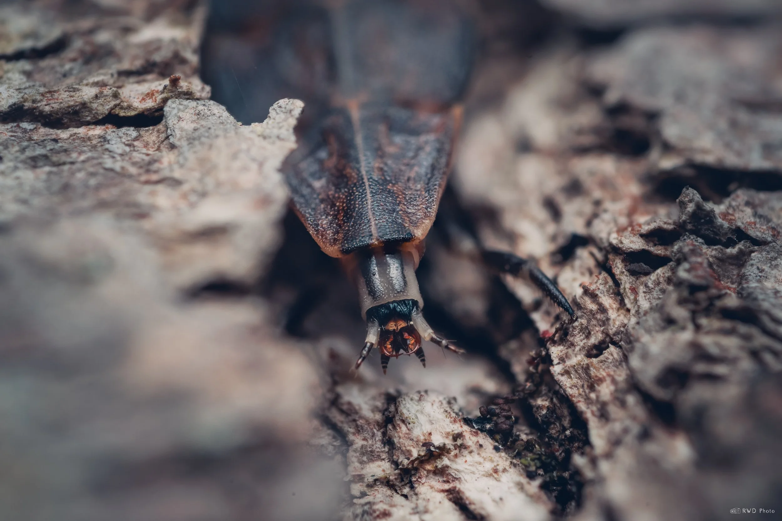 033126-Firefly-Larva.jpg