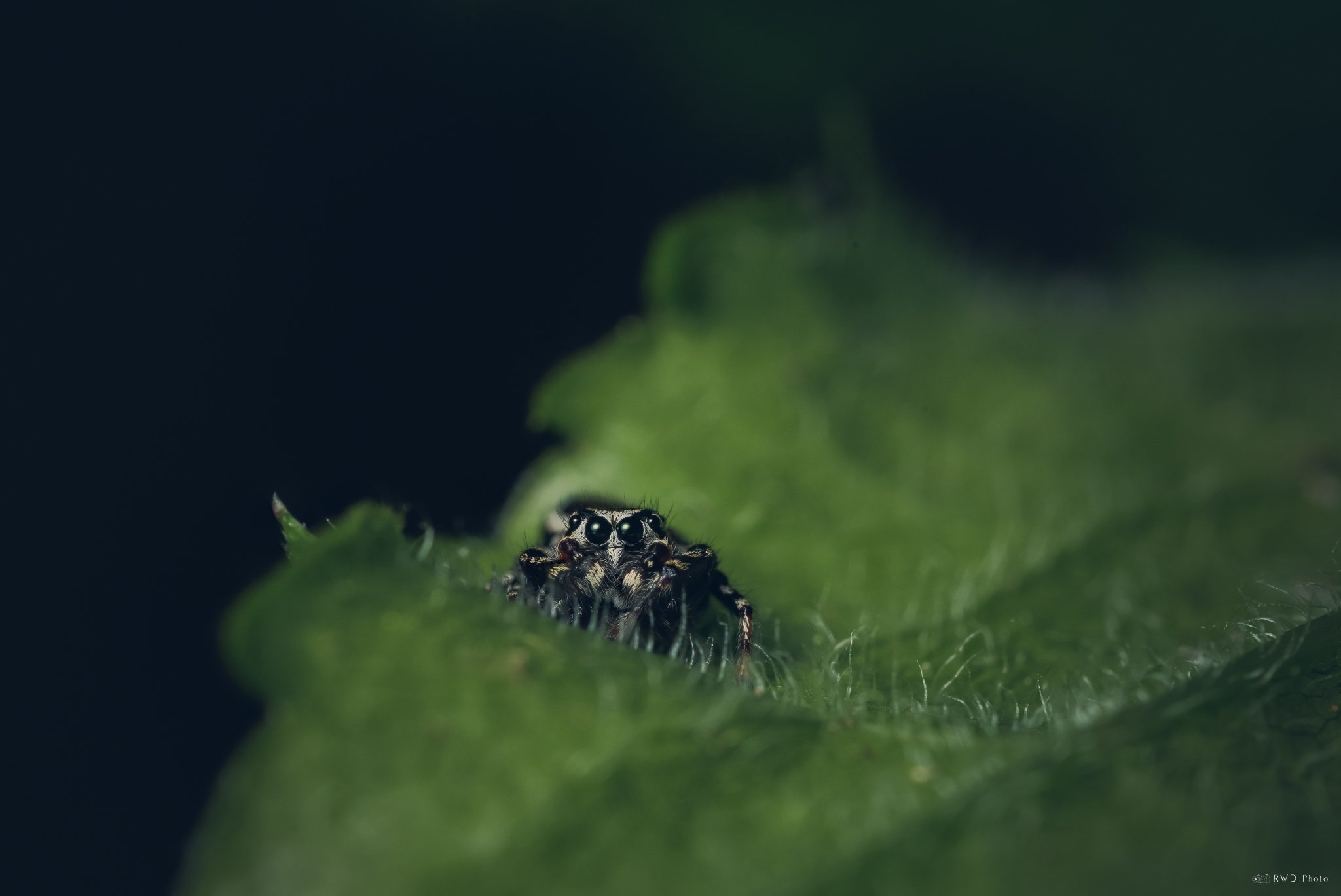 051025-JumpingSpider.jpg