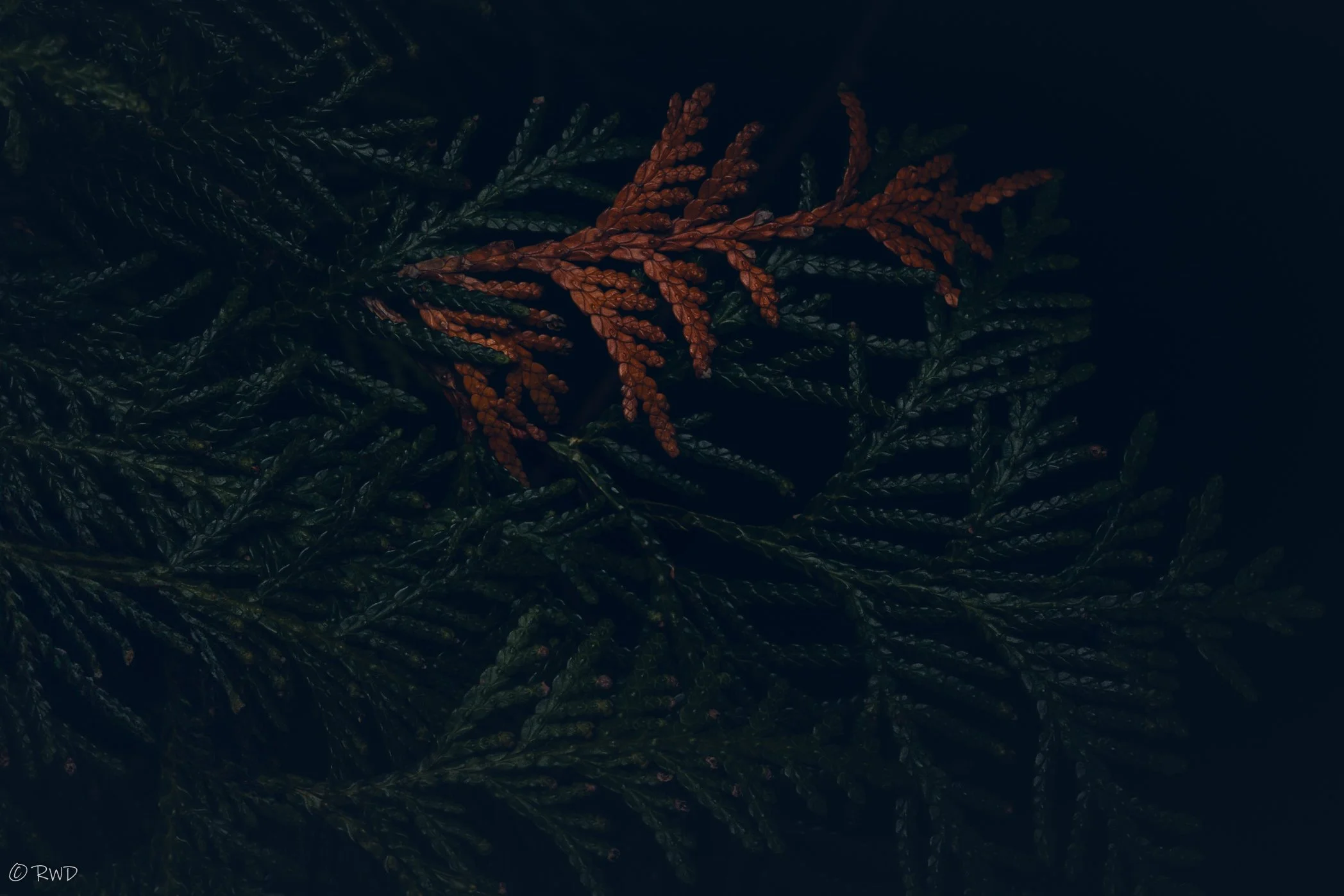112723_PineTree.jpg