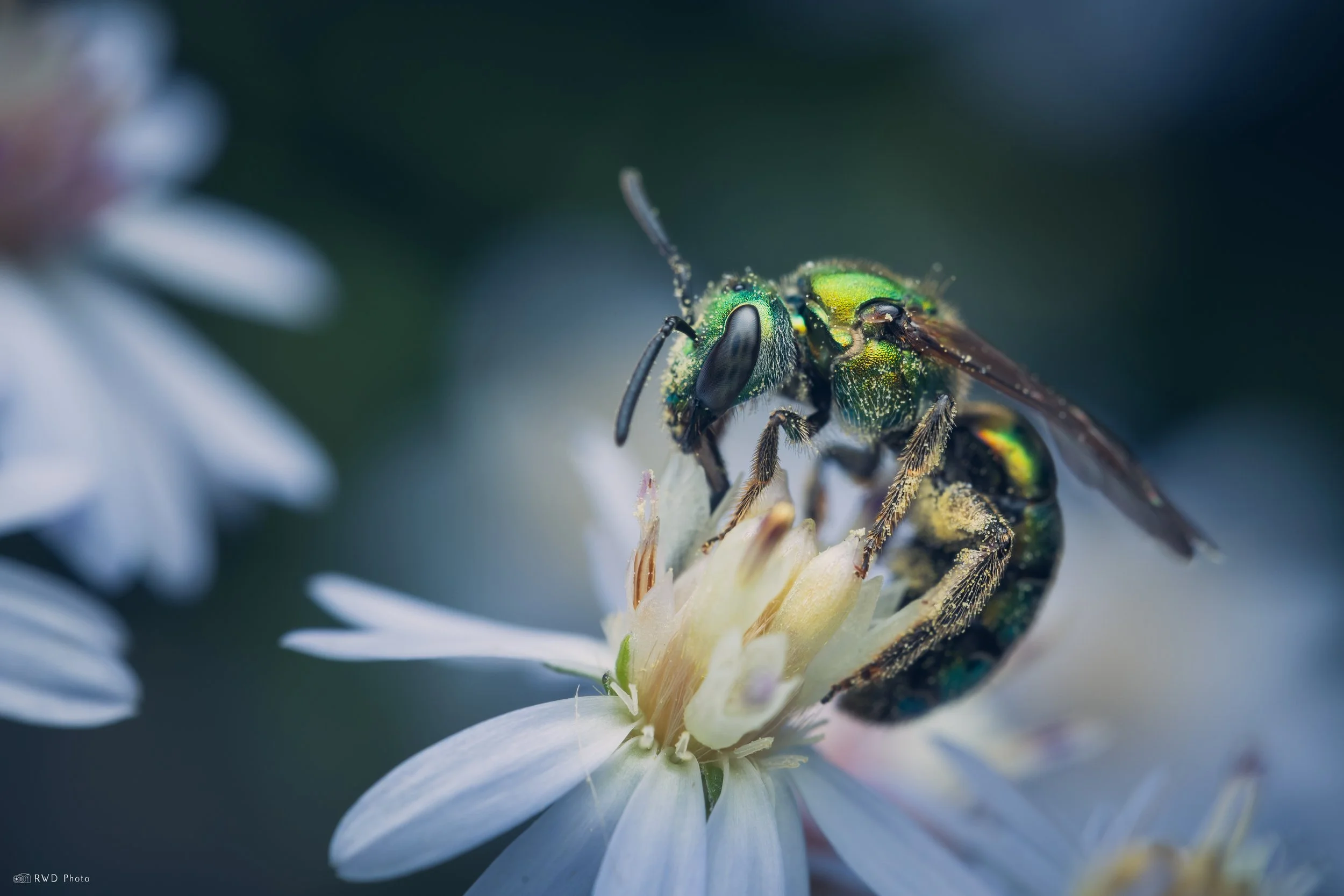 092725-Sweatbee.jpg