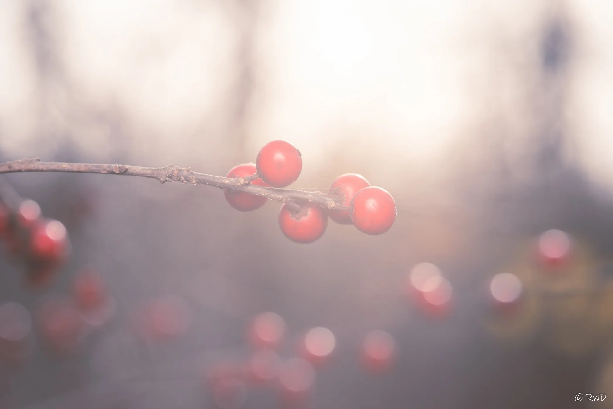 111723_SunlitBerries.jpg