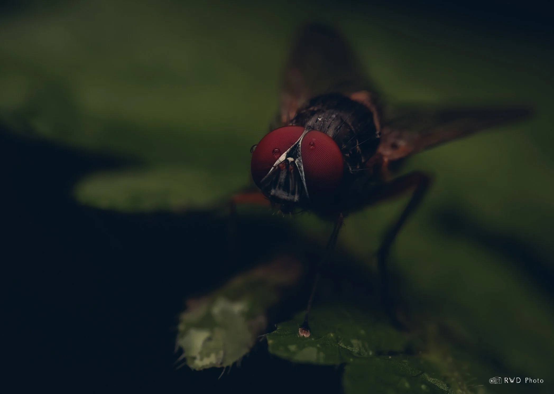 080624_Fly.jpg