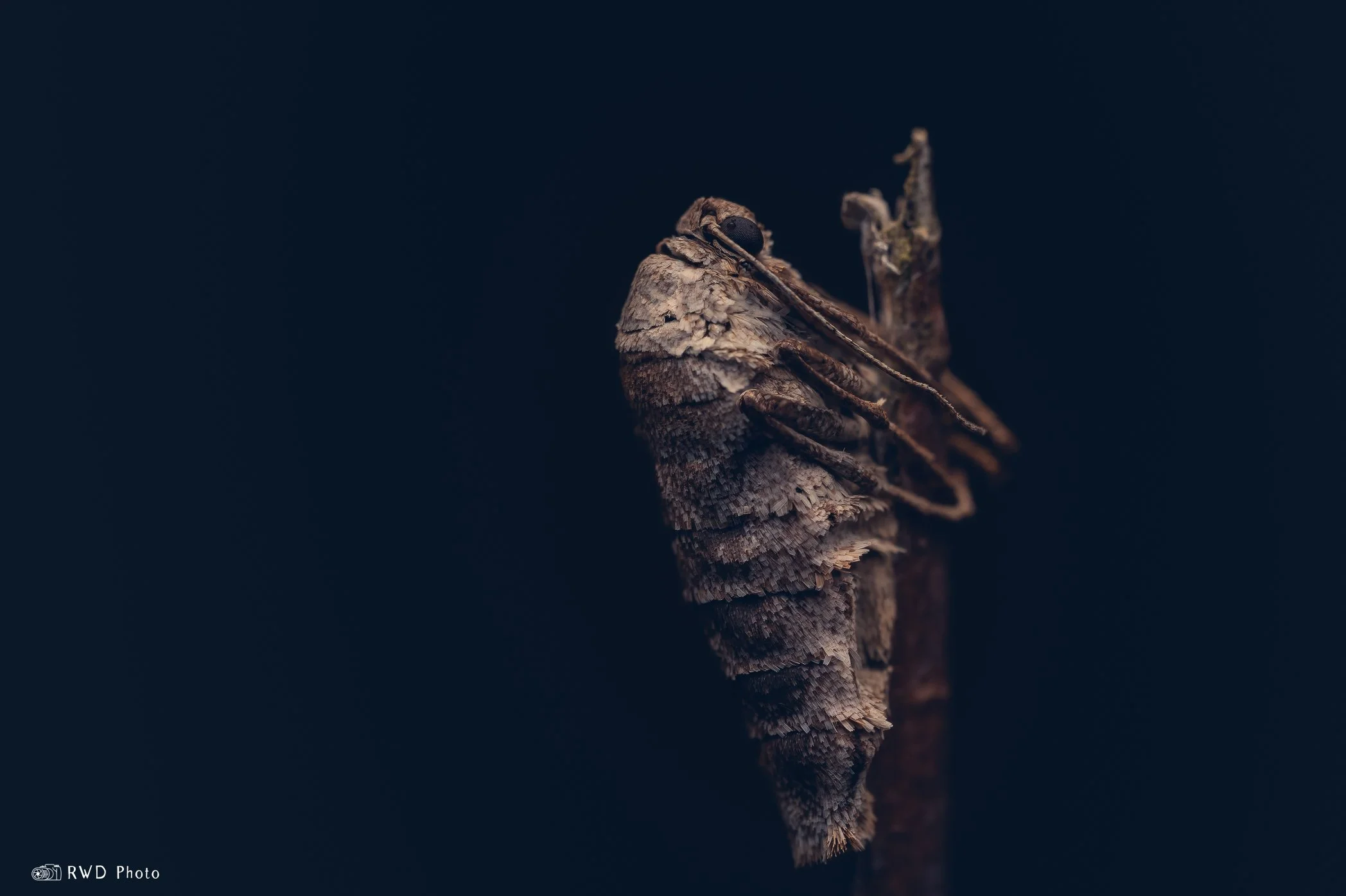 030624_WinterMoth-1.jpg