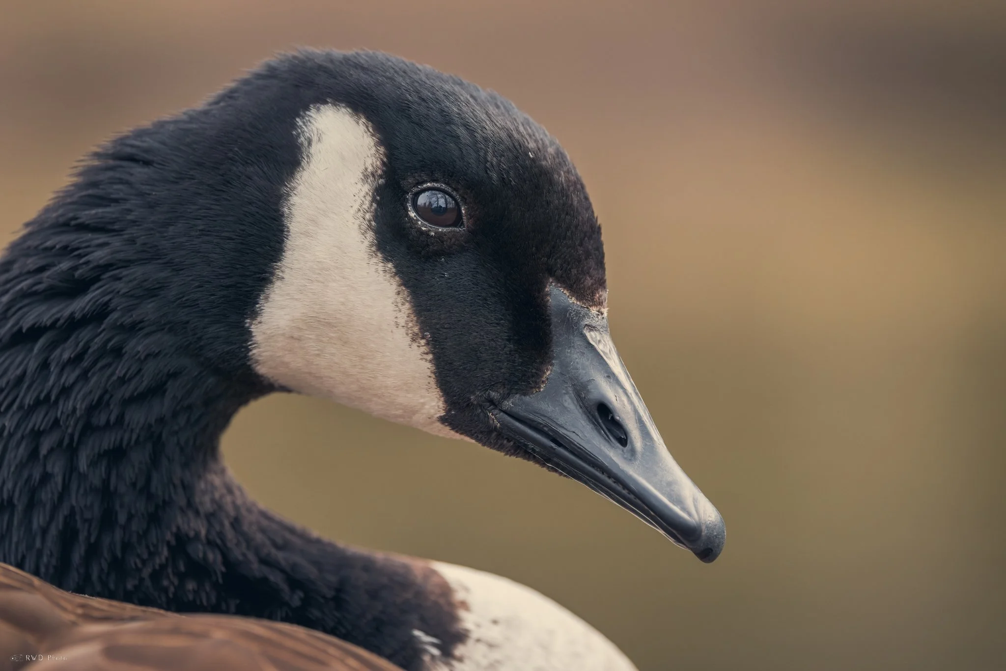 032225_CanadianGoose-2.jpg