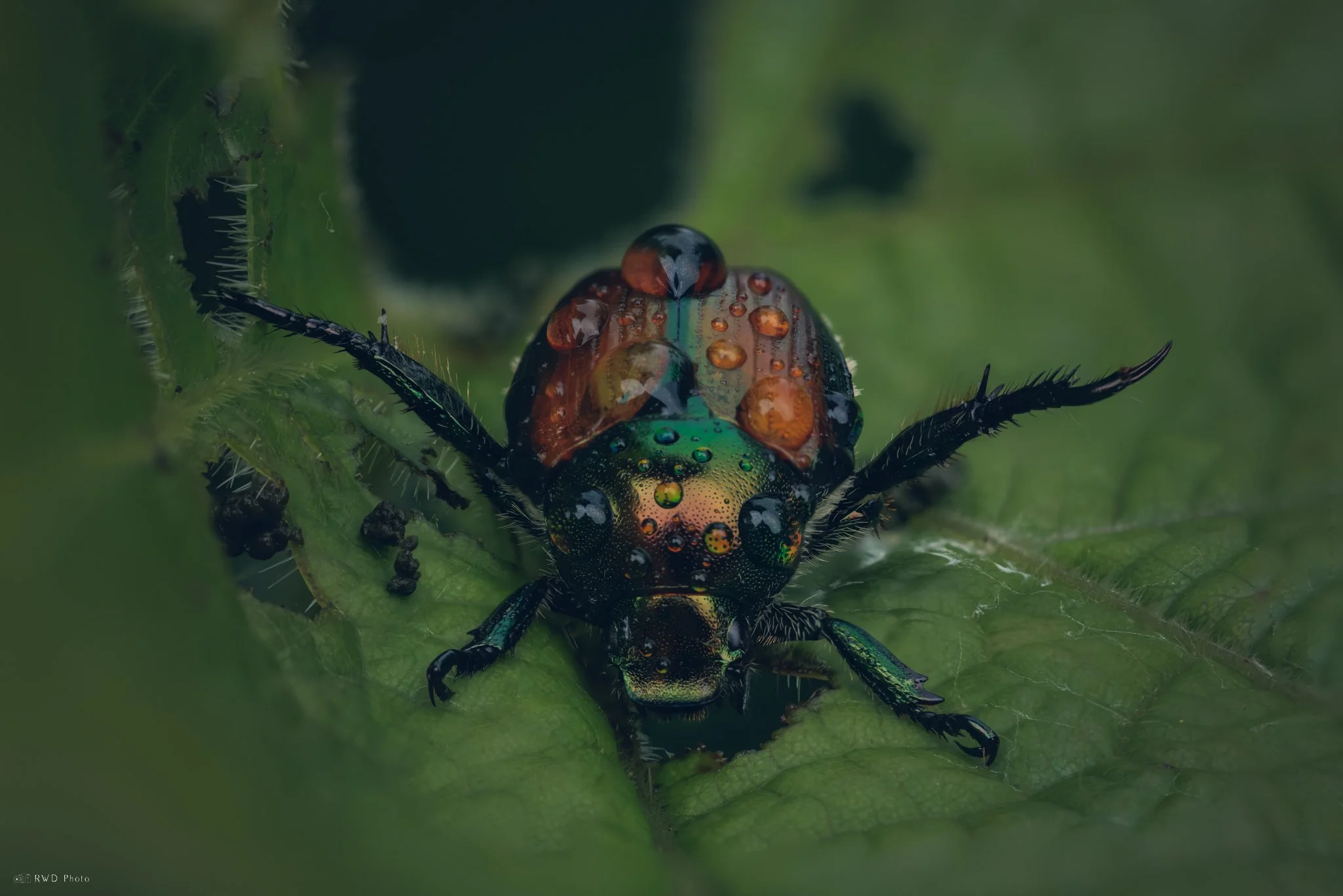 062825-JapaneseBeetle.jpg