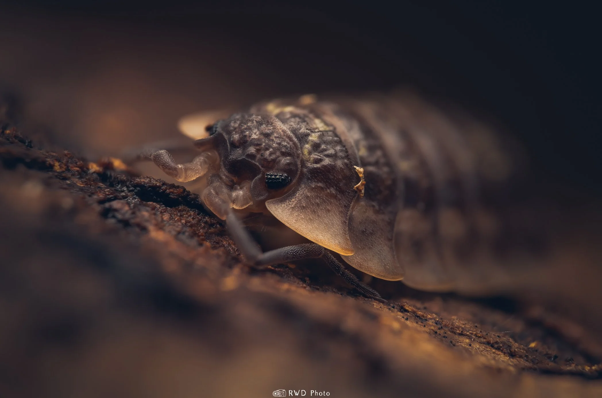 030624_CommonWoodlouse.jpg