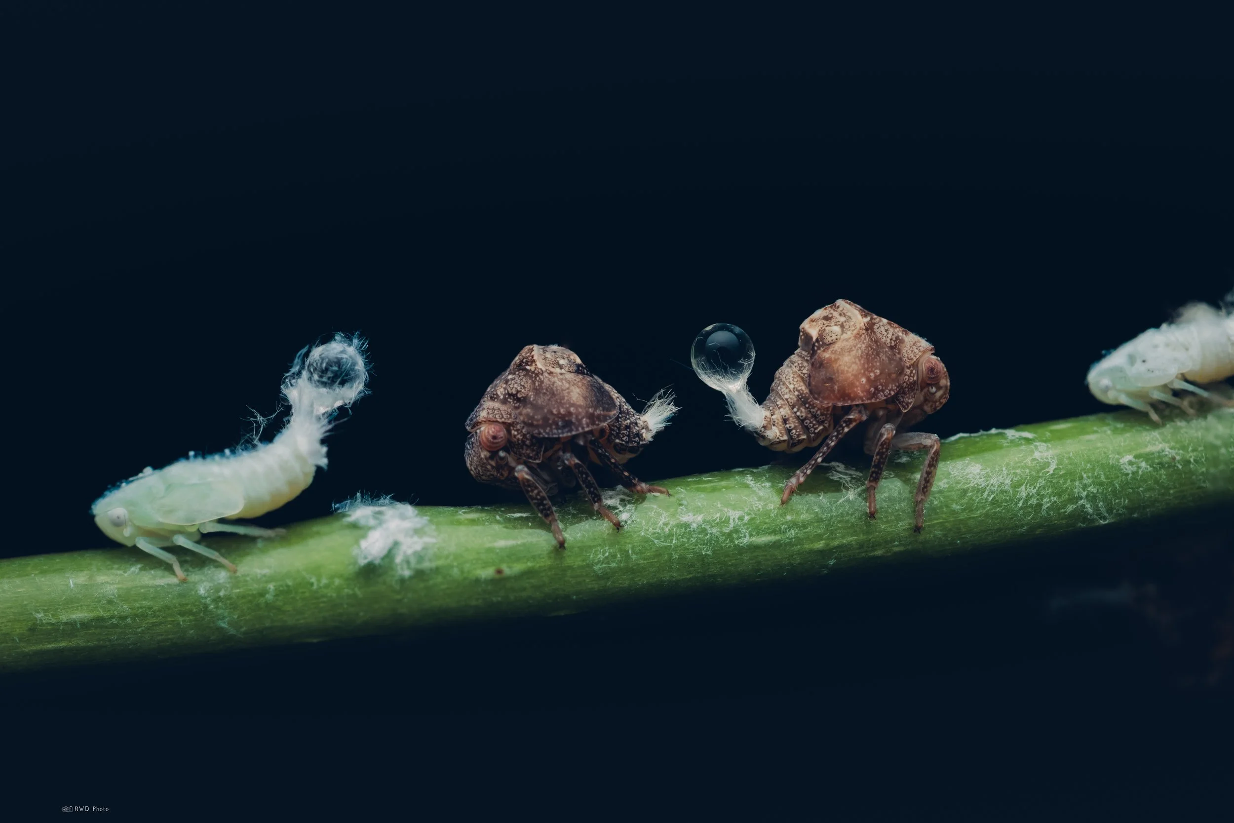 070626-PlanthopperNymph-6.jpg