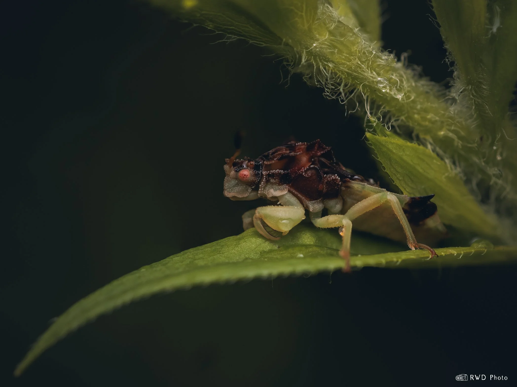072424_JaggedAmbushBug-1.jpg